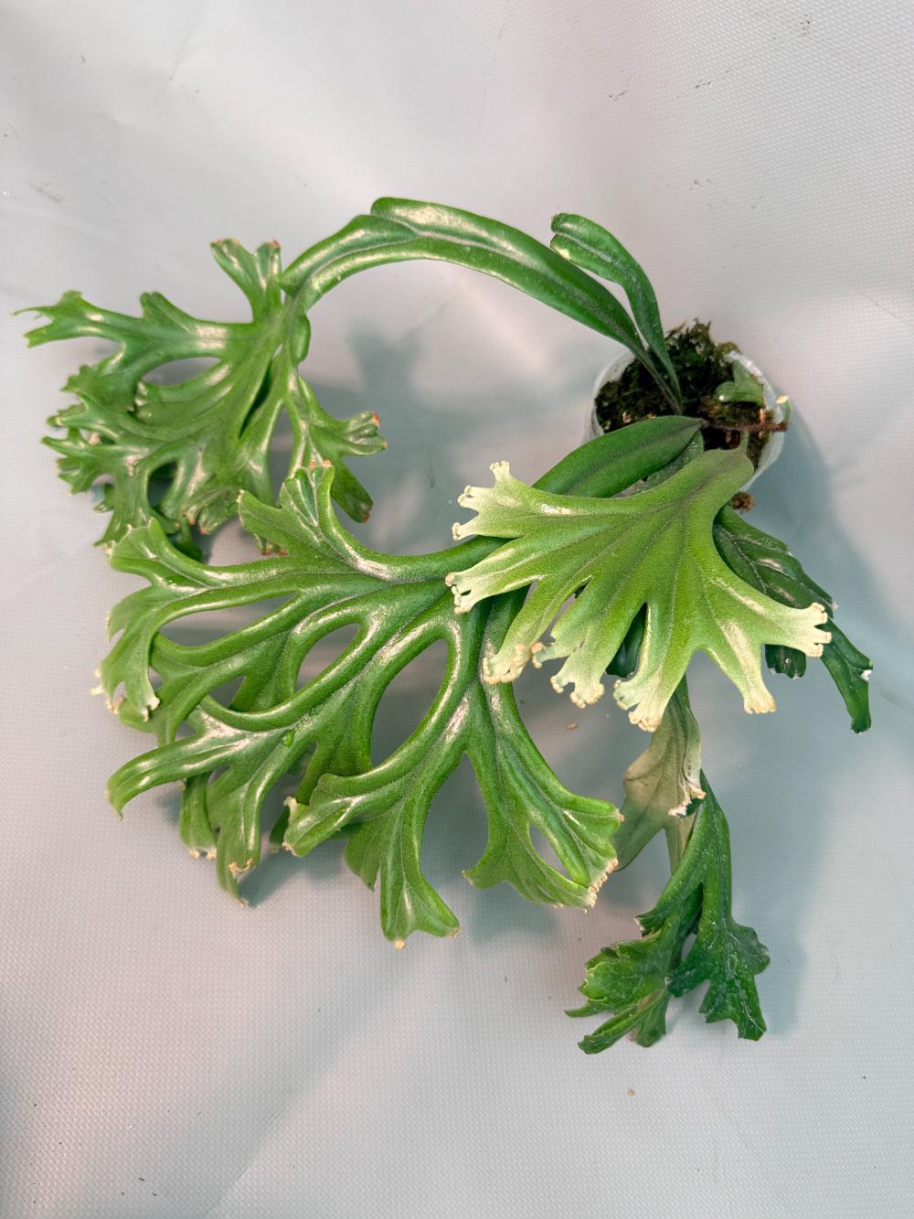 Polypodium Longifolia Crested Leaf 01