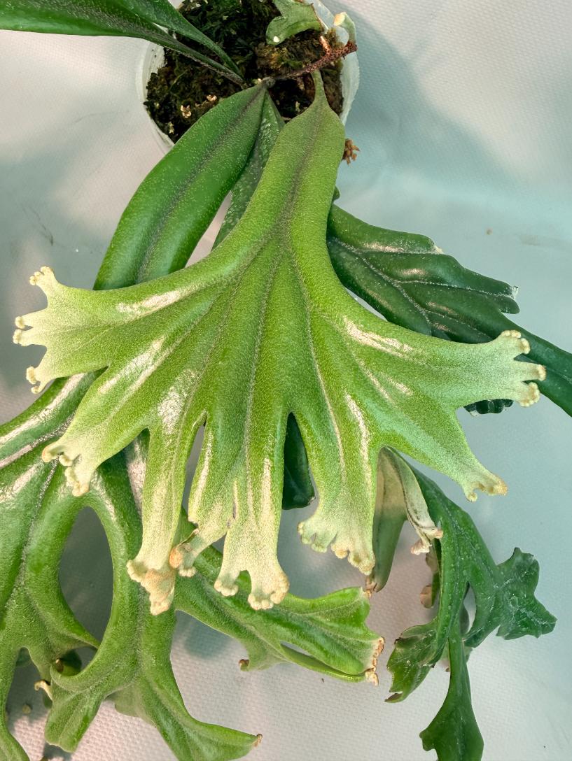Polypodium Longifolia Crested Leaf 02