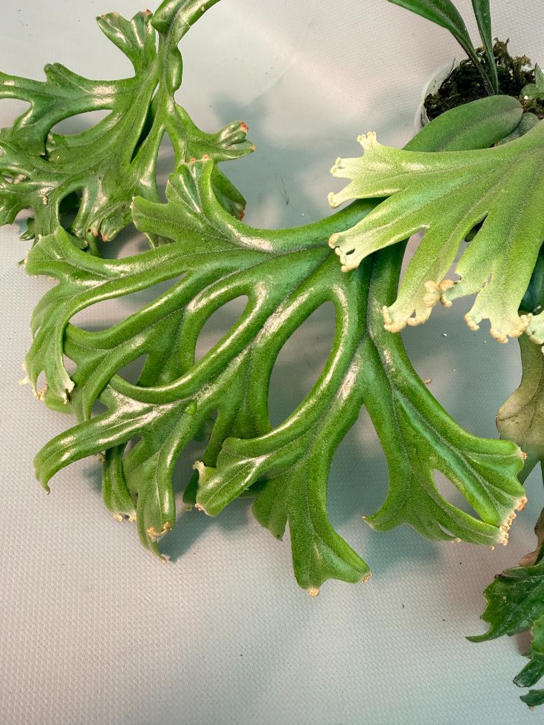 Polypodium Longifolia Crested Leaf 03