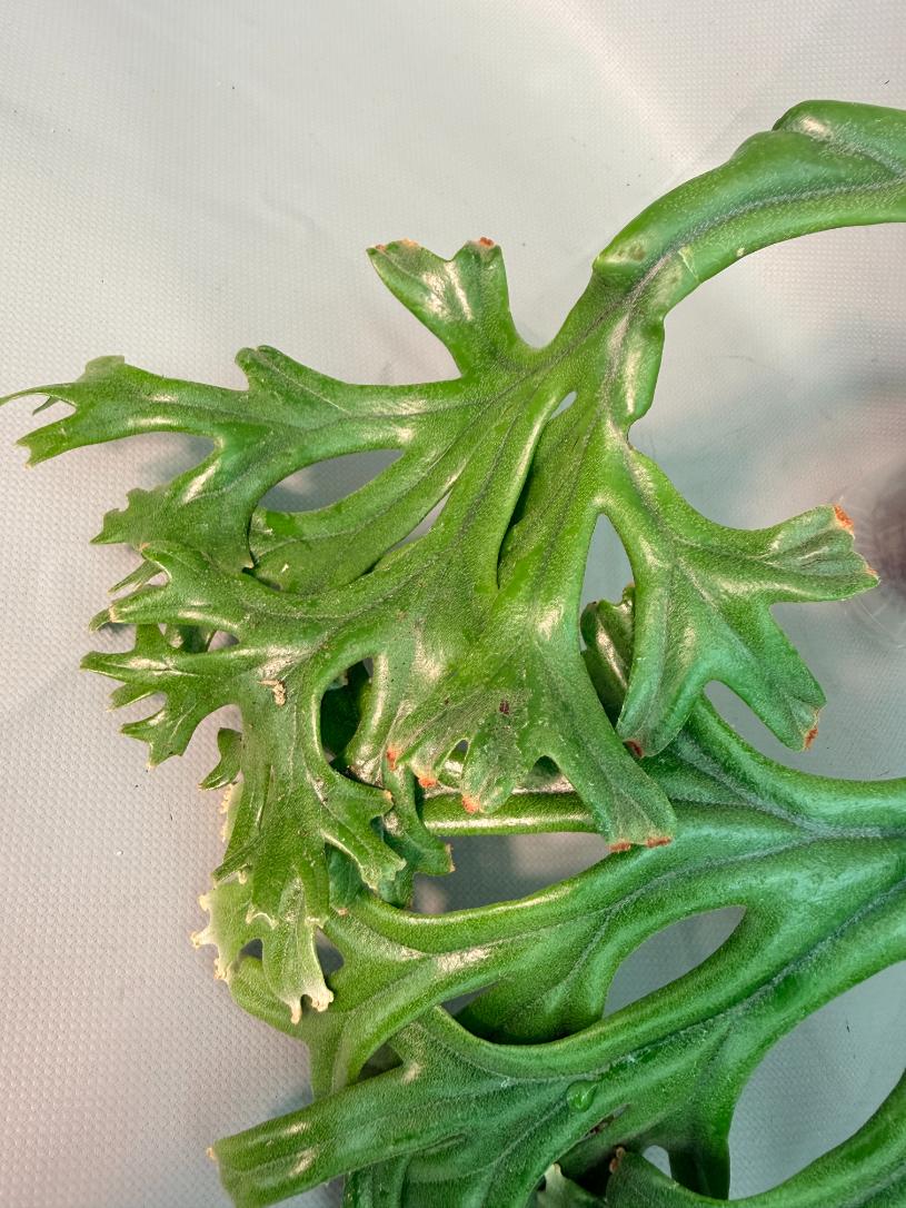Polypodium Longifolia Crested Leaf 04
