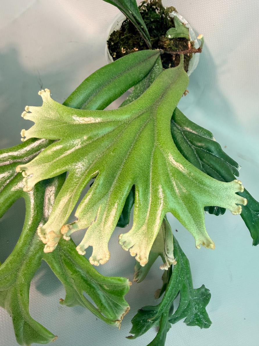 Polypodium Longifolia Crested Leaf 05