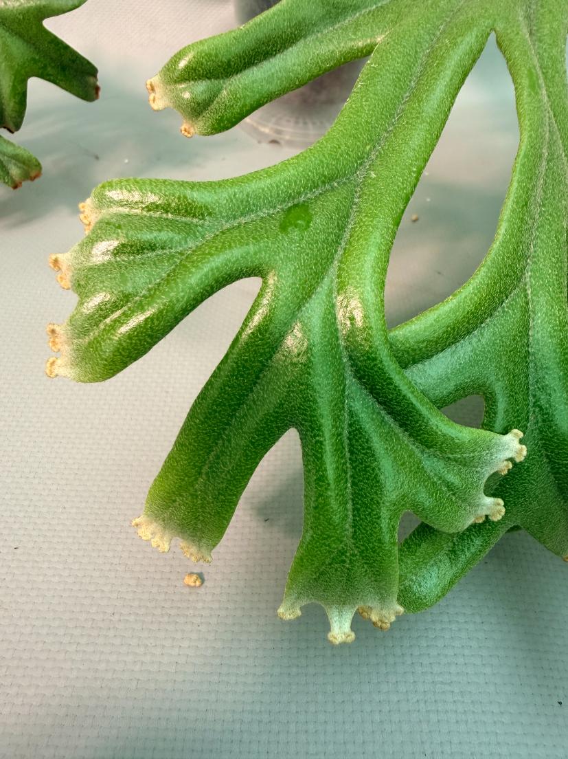 Polypodium Longifolia Crested Leaf 06