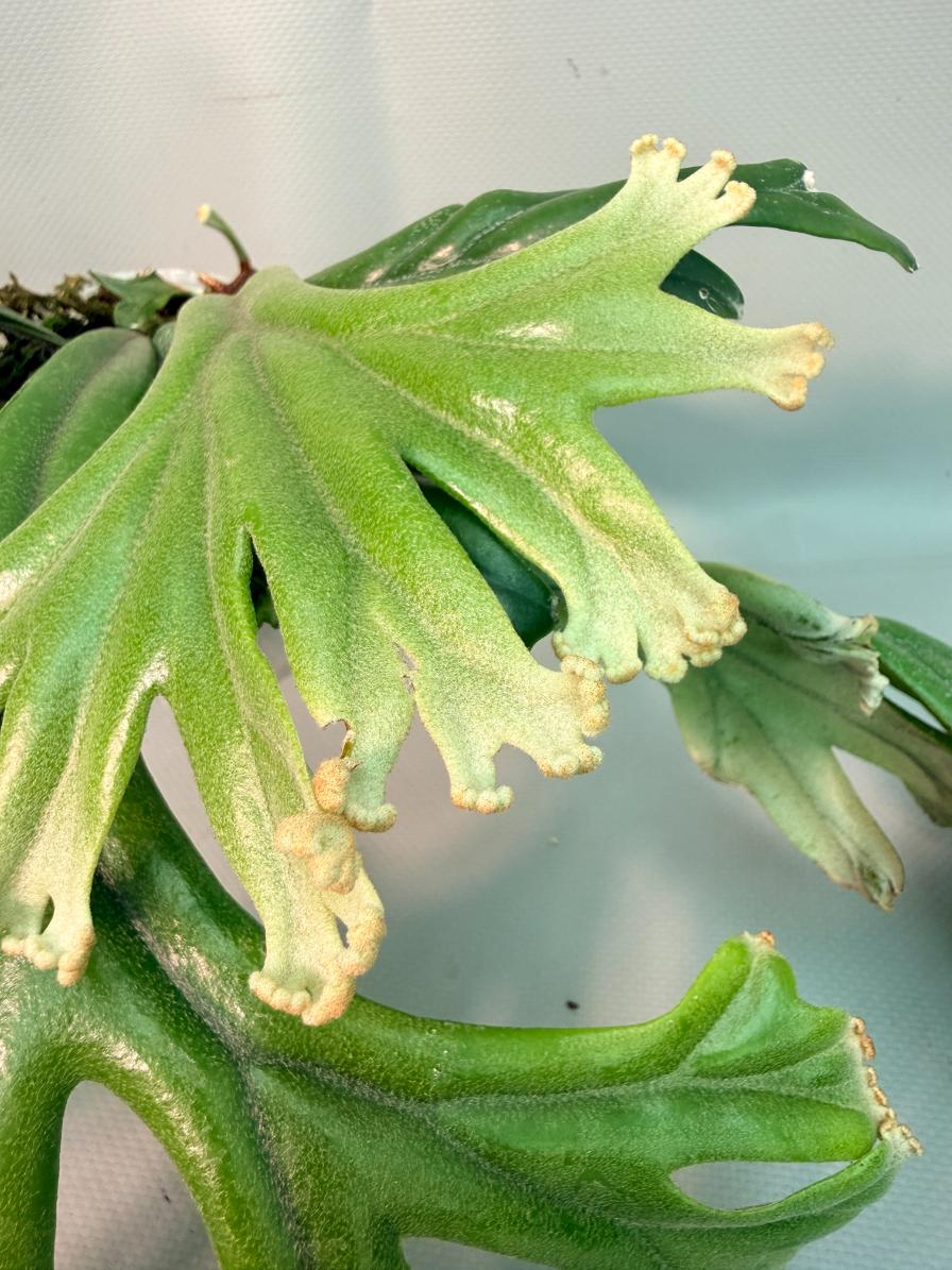 Polypodium Longifolia Crested Leaf 07