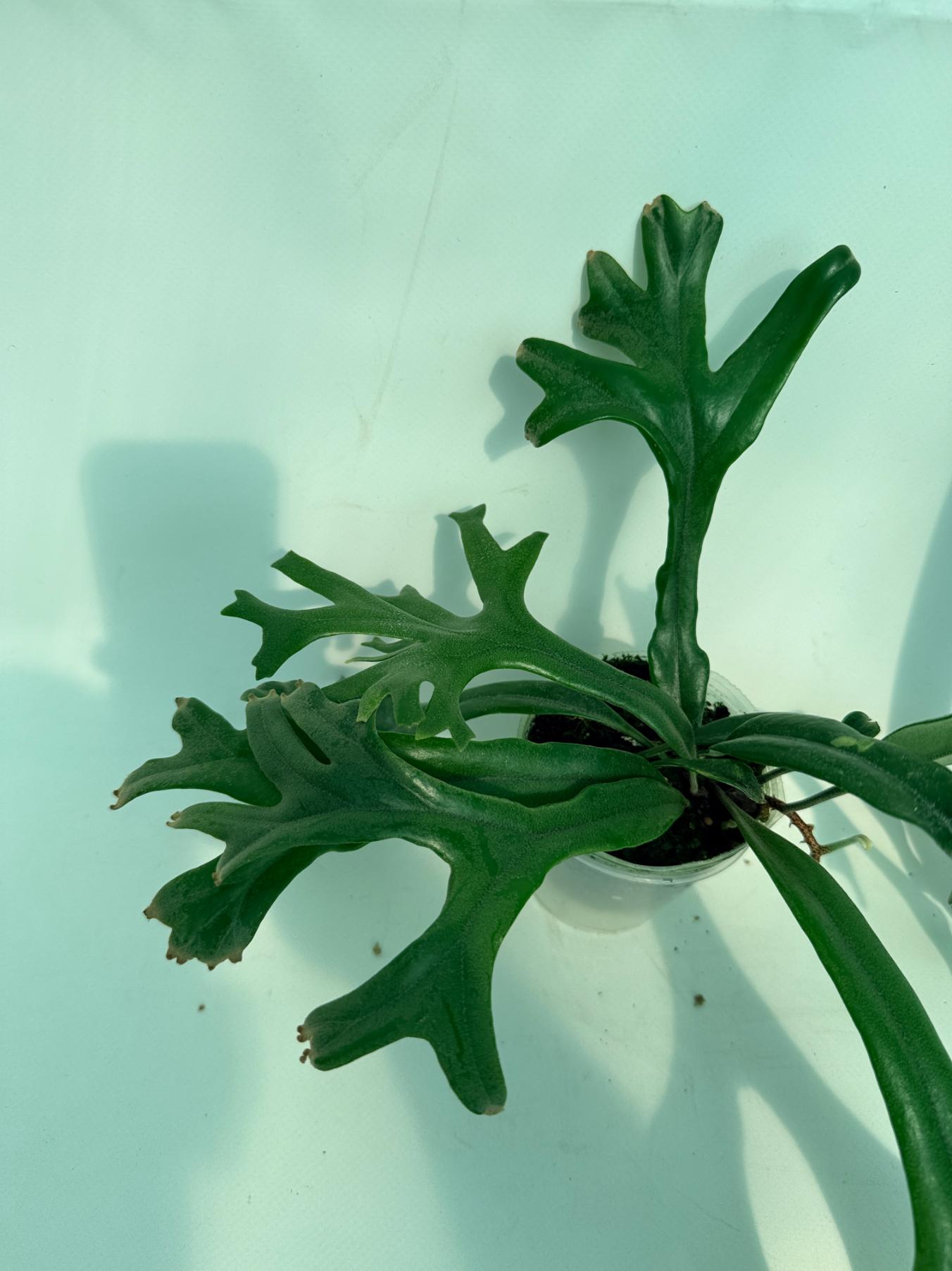 Polypodium Longifolia Crested Leaf 3