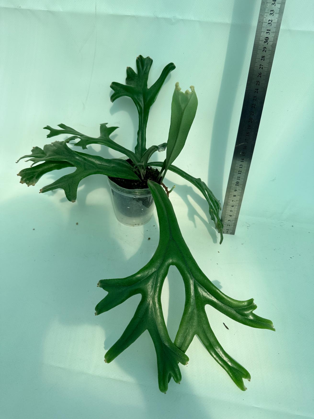 Polypodium Longifolia Crested Leaf 1