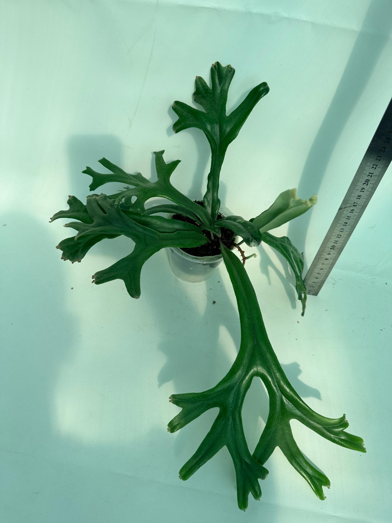 Polypodium Longifolia Crested Leaf 4