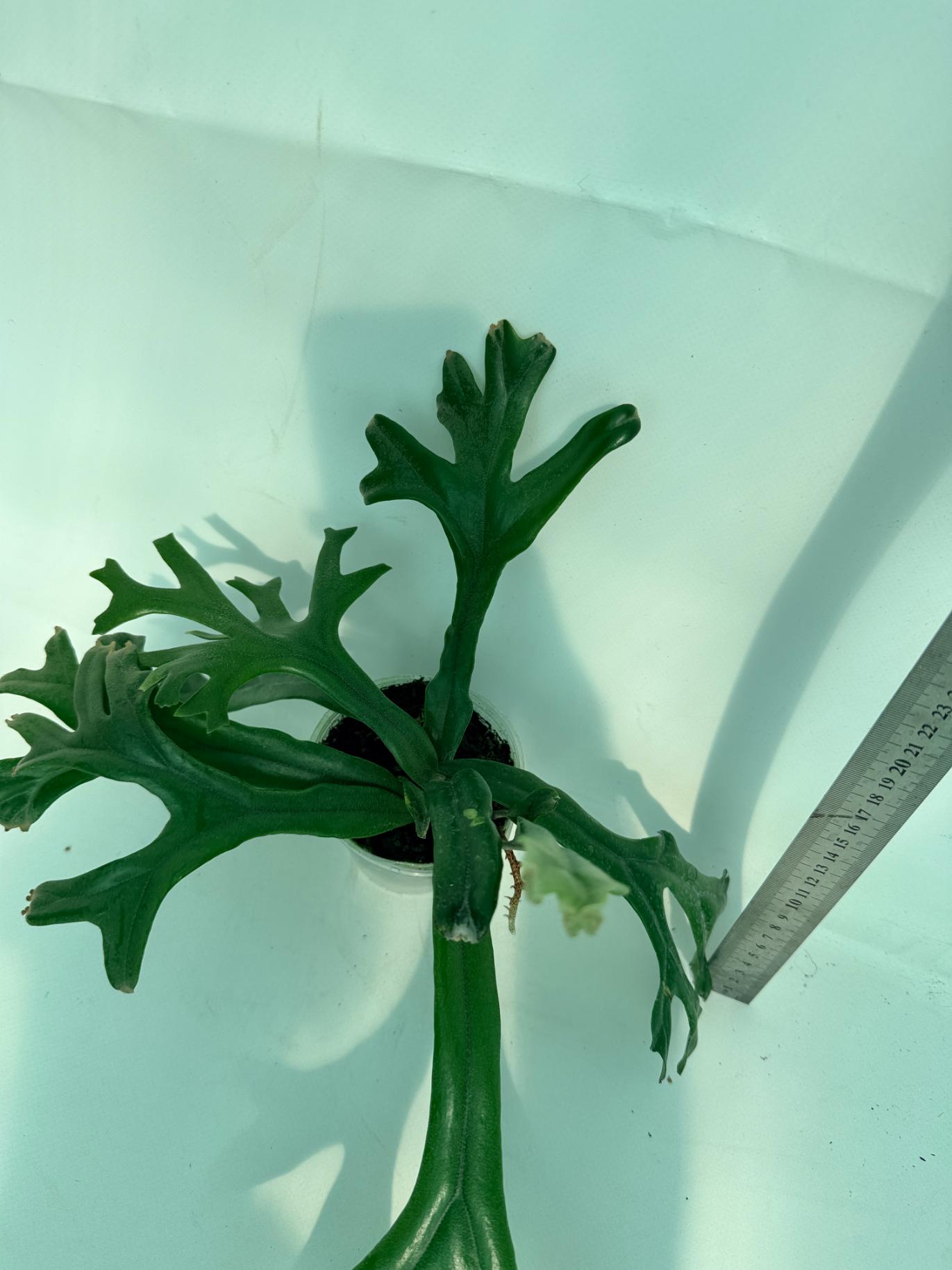 Polypodium Longifolia Crested Leaf 6