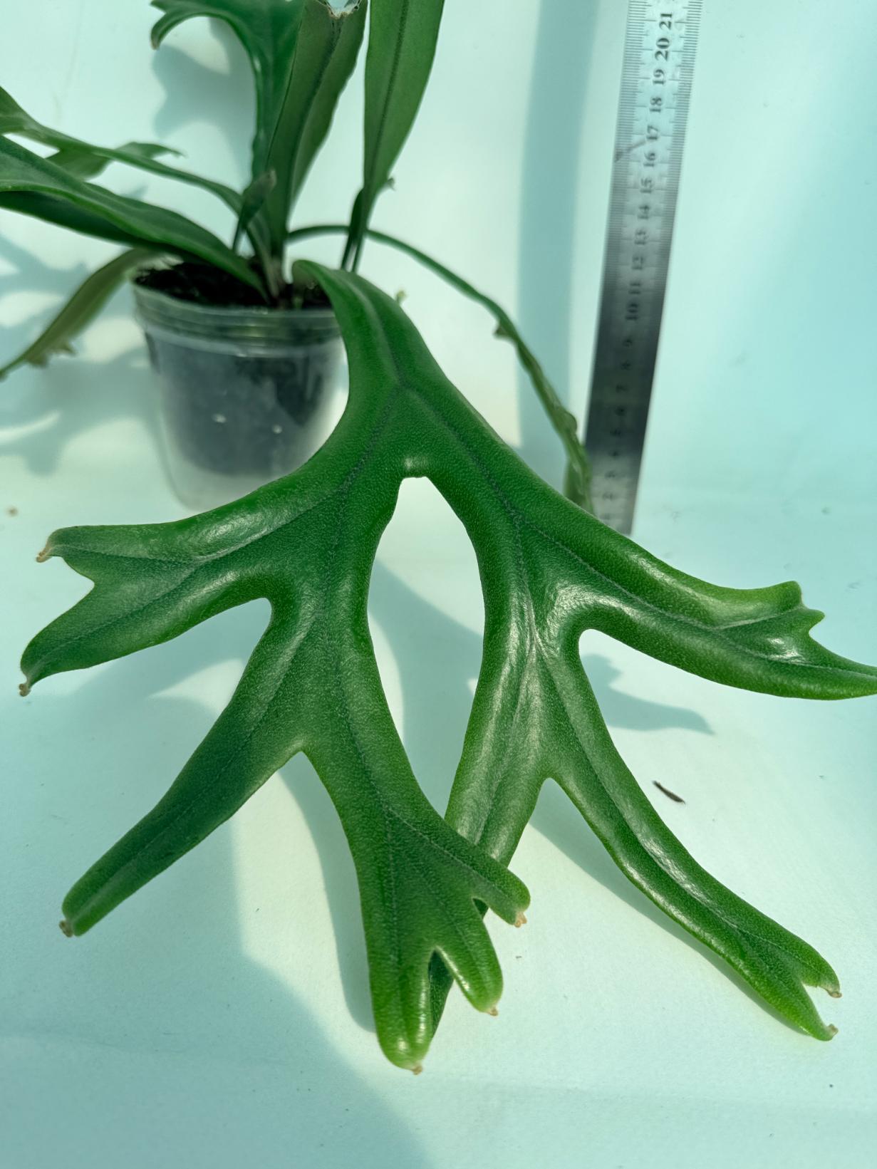 Polypodium Longifolia Crested Leaf 5