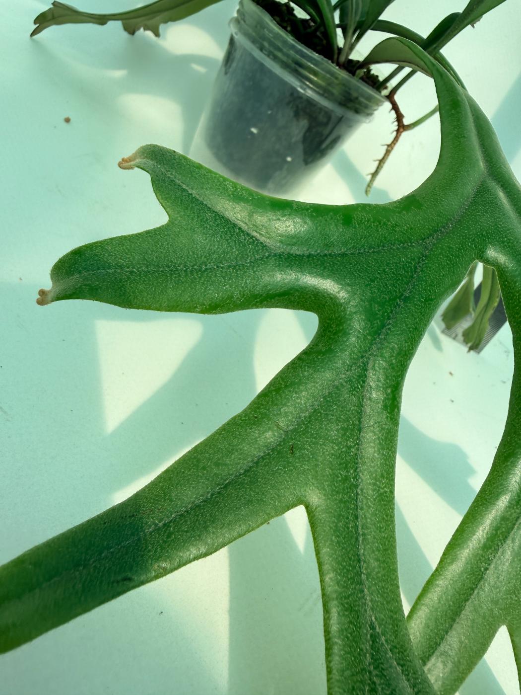 Polypodium Longifolia Crested Leaf 10