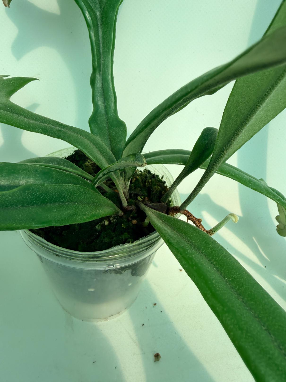 Polypodium Longifolia Crested Leaf 7