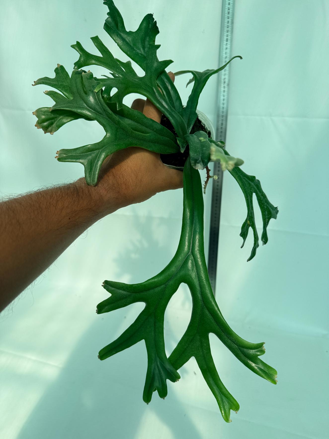 Polypodium Longifolia Crested Leaf 2