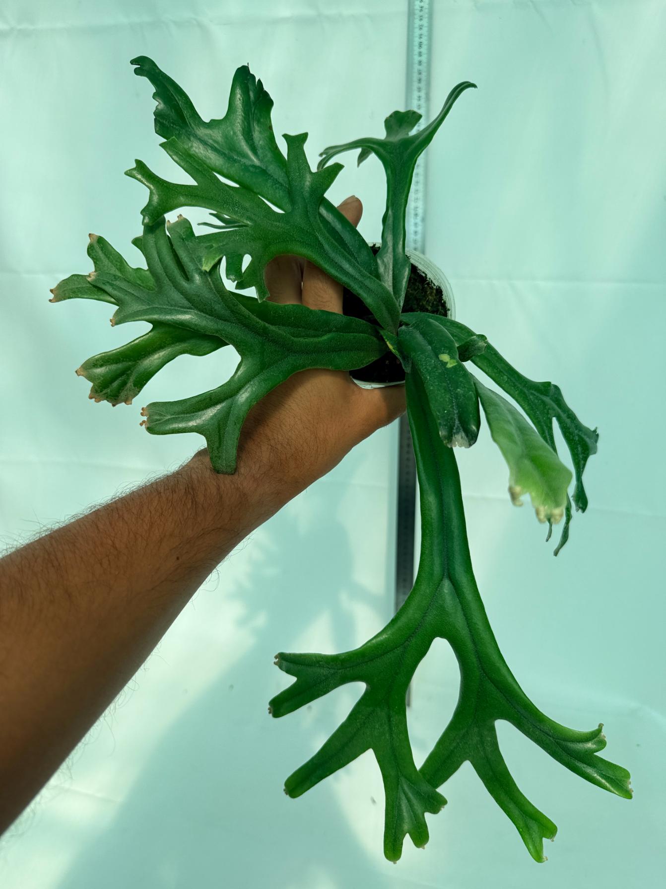 Polypodium Longifolia Crested Leaf 8