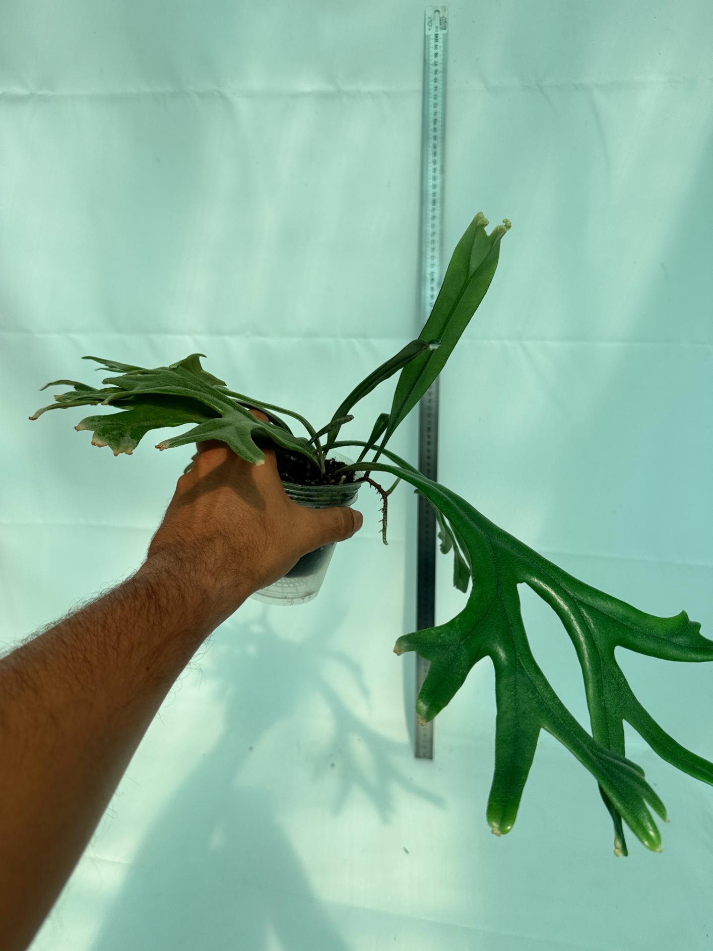 Polypodium Longifolia Crested Leaf 9