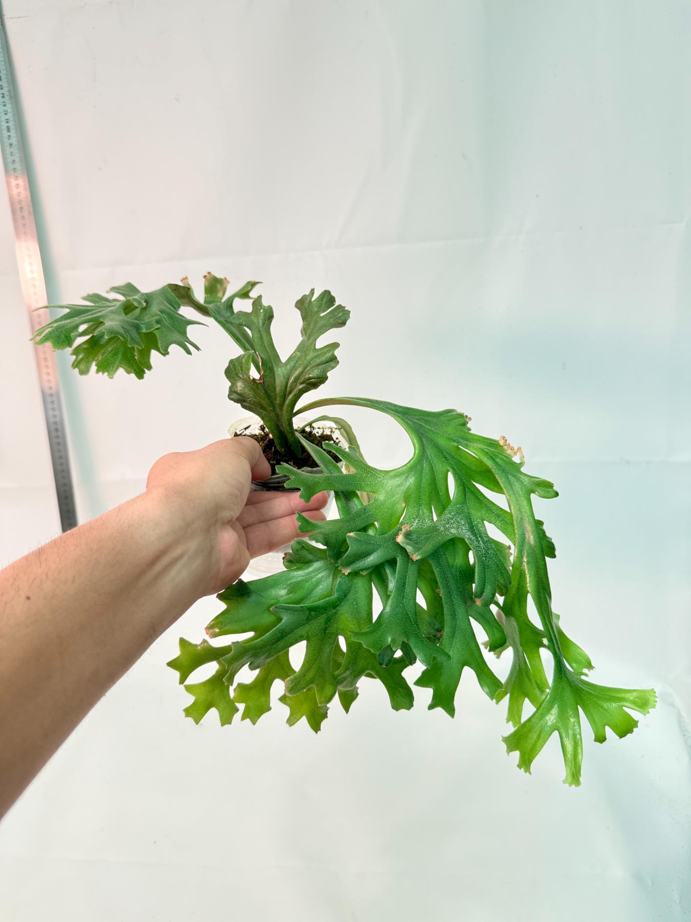 Polypodium Longifolia Crested Leaf 8