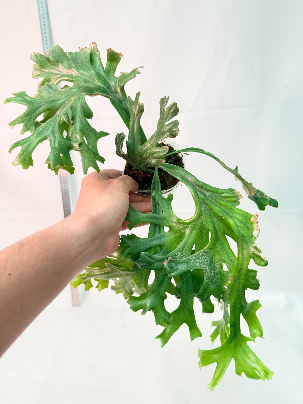 Polypodium Longifolia Crested Leaf 9