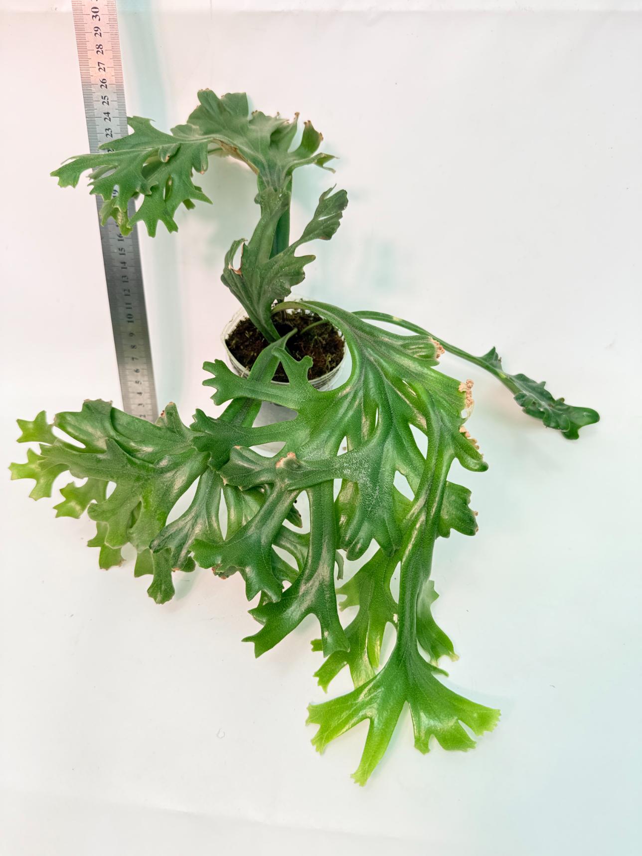 Polypodium Longifolia Crested Leaf 1