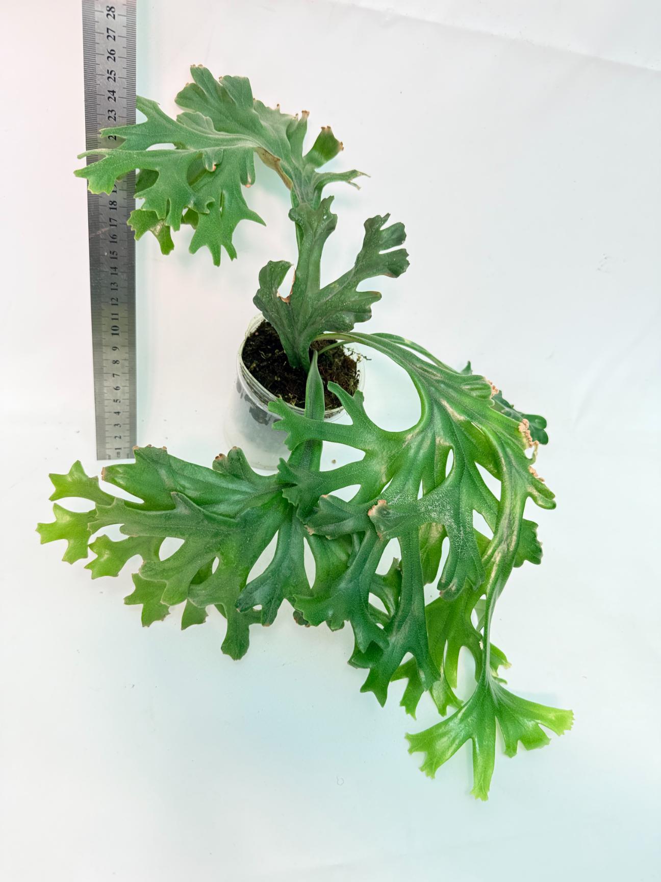 Polypodium Longifolia Crested Leaf 3