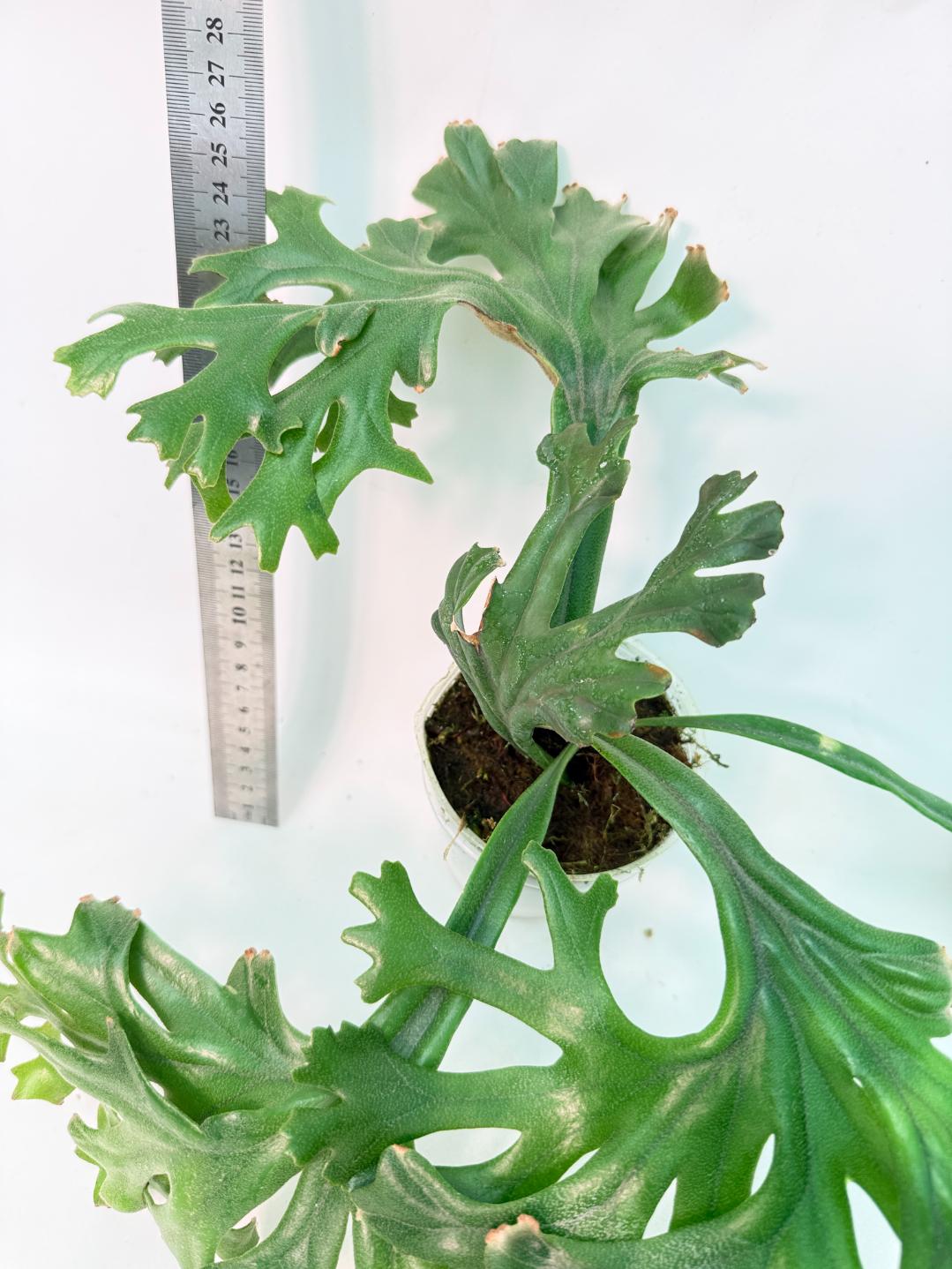 Polypodium Longifolia Crested Leaf 4