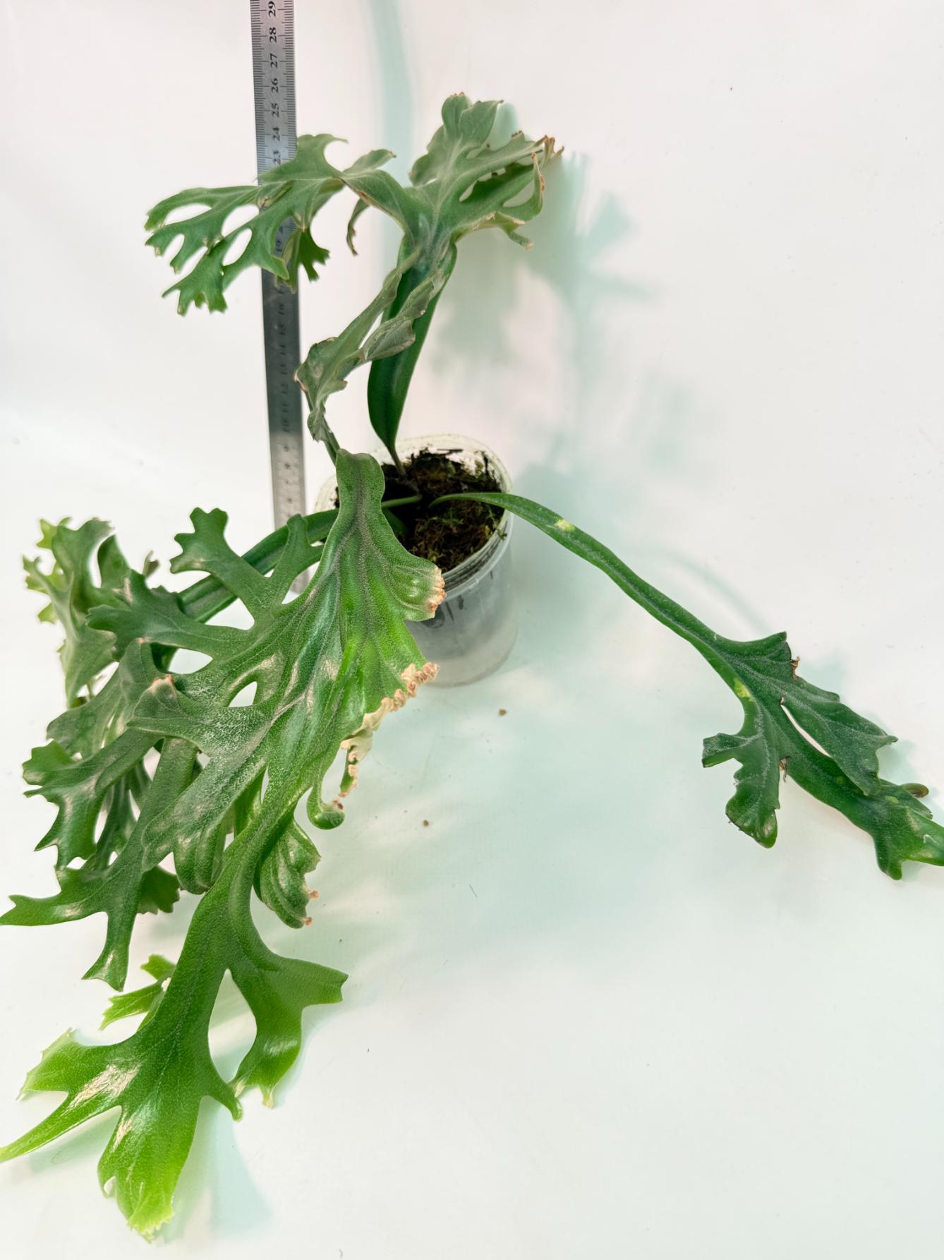Polypodium Longifolia Crested Leaf 5