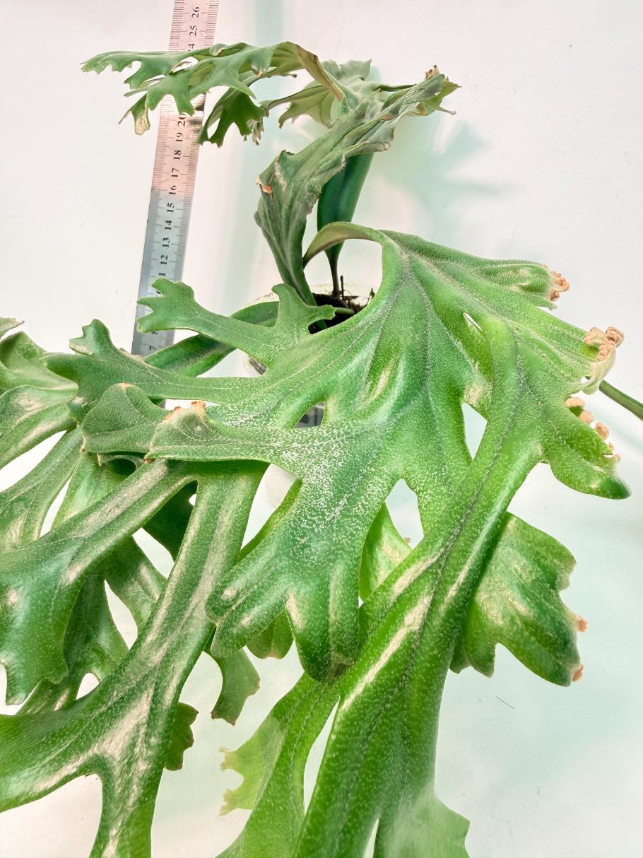 Polypodium Longifolia Crested Leaf 6