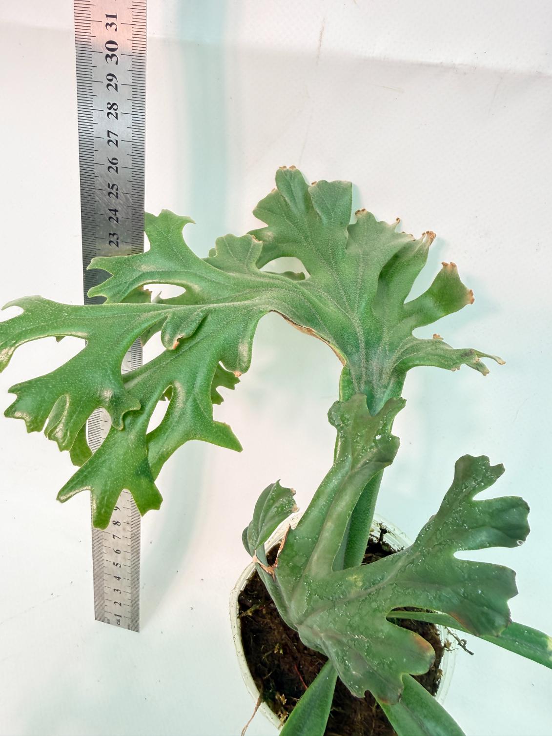 Polypodium Longifolia Crested Leaf 7