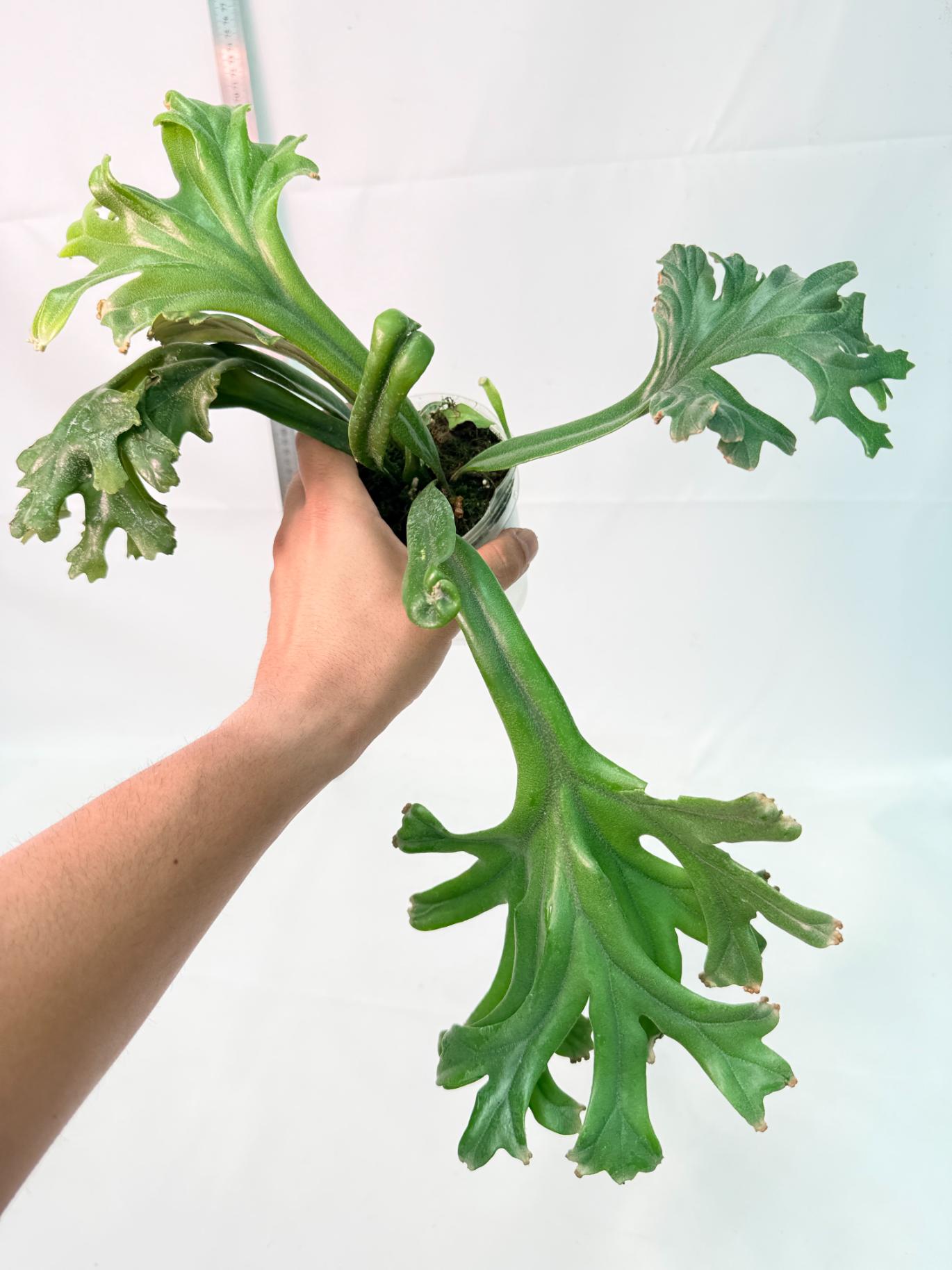 Polypodium Longifolia Crested Leaf 7