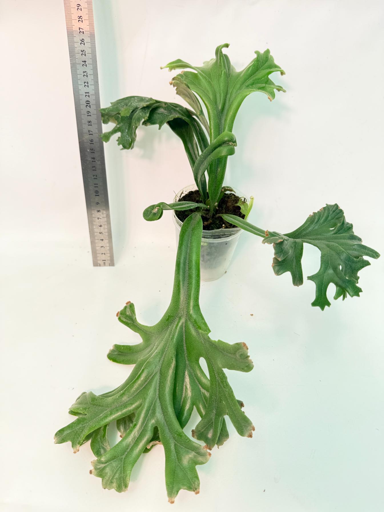 Polypodium Longifolia Crested Leaf 1