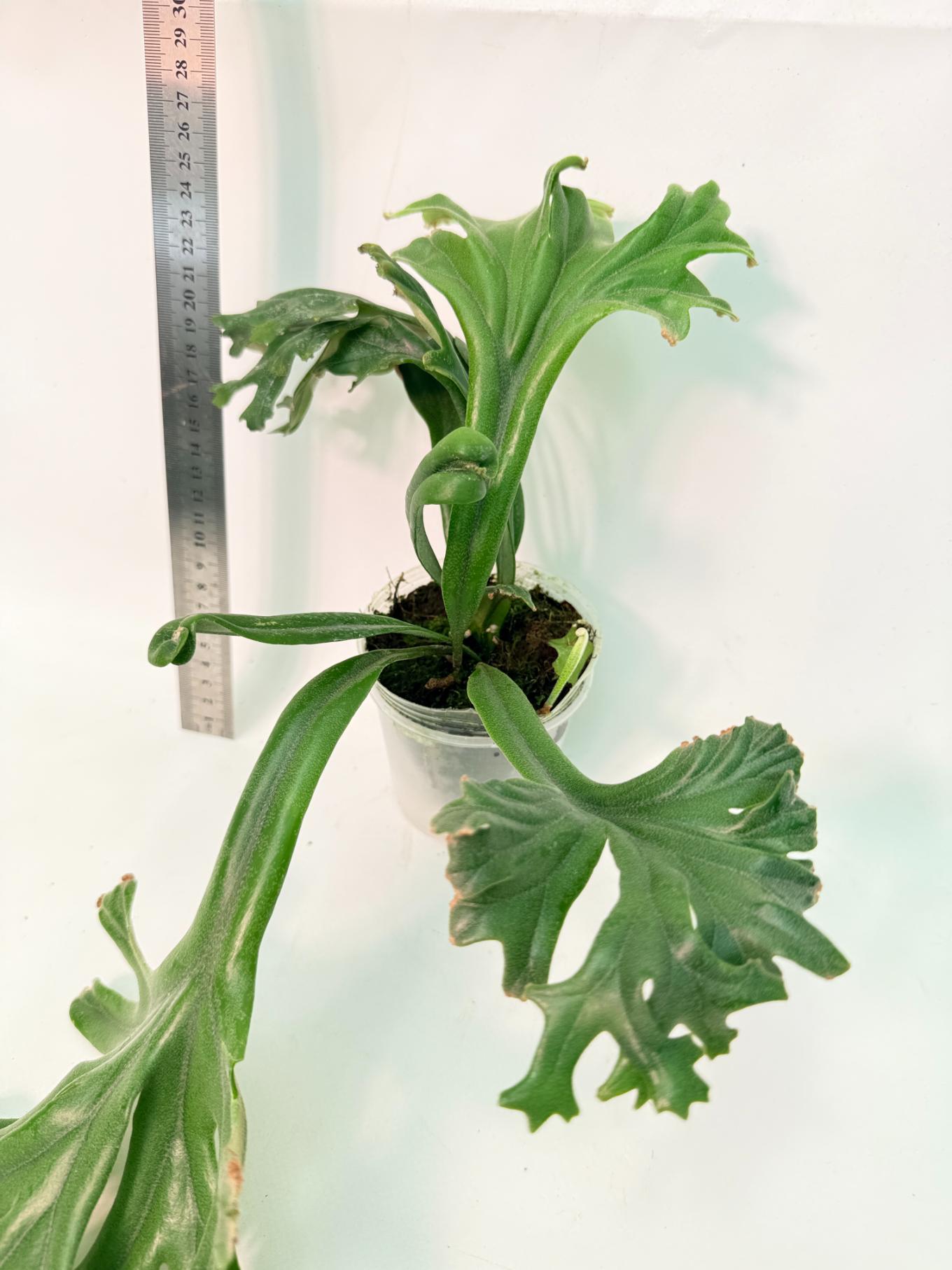 Polypodium Longifolia Crested Leaf 3