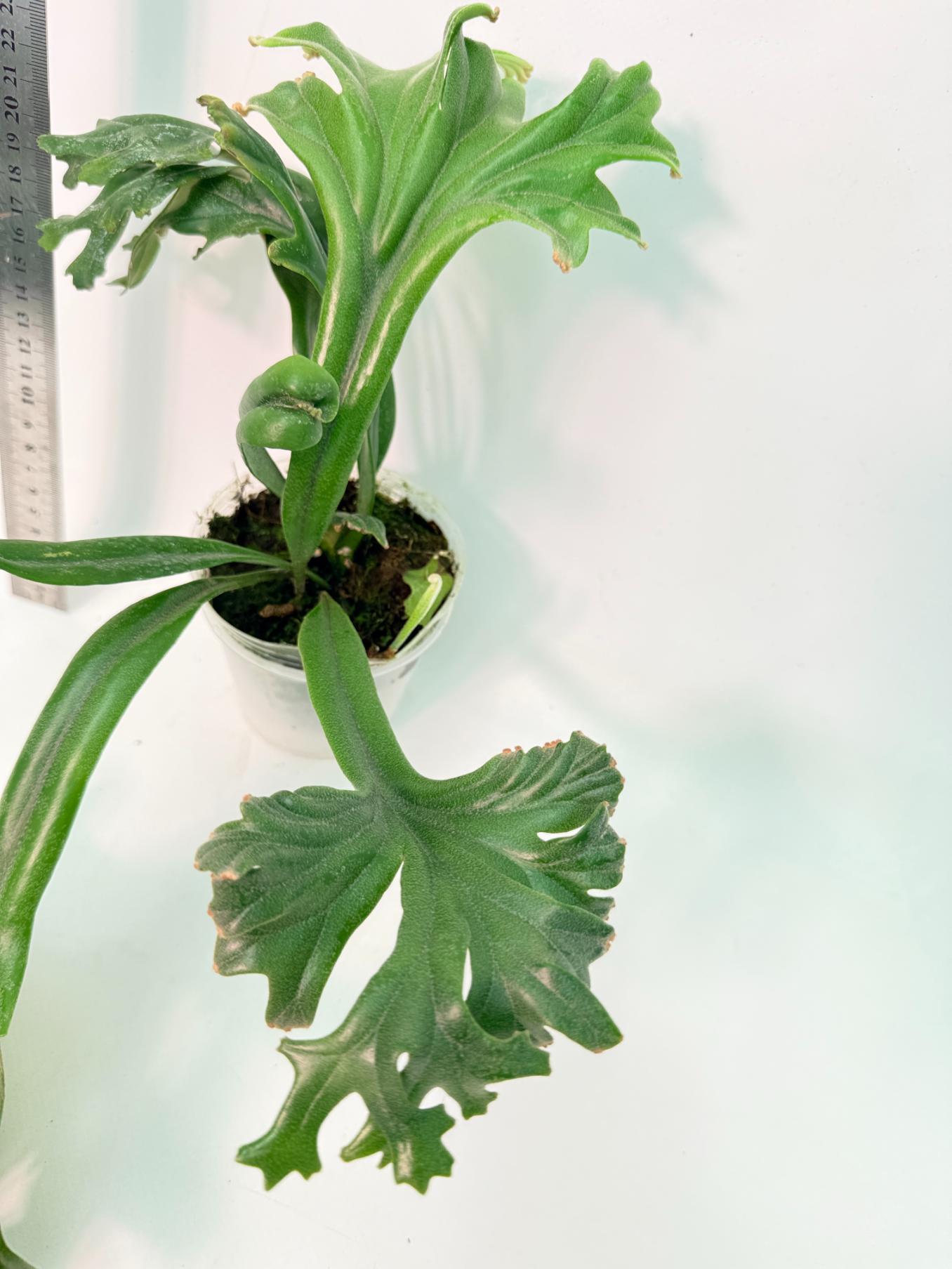 Polypodium Longifolia Crested Leaf 4