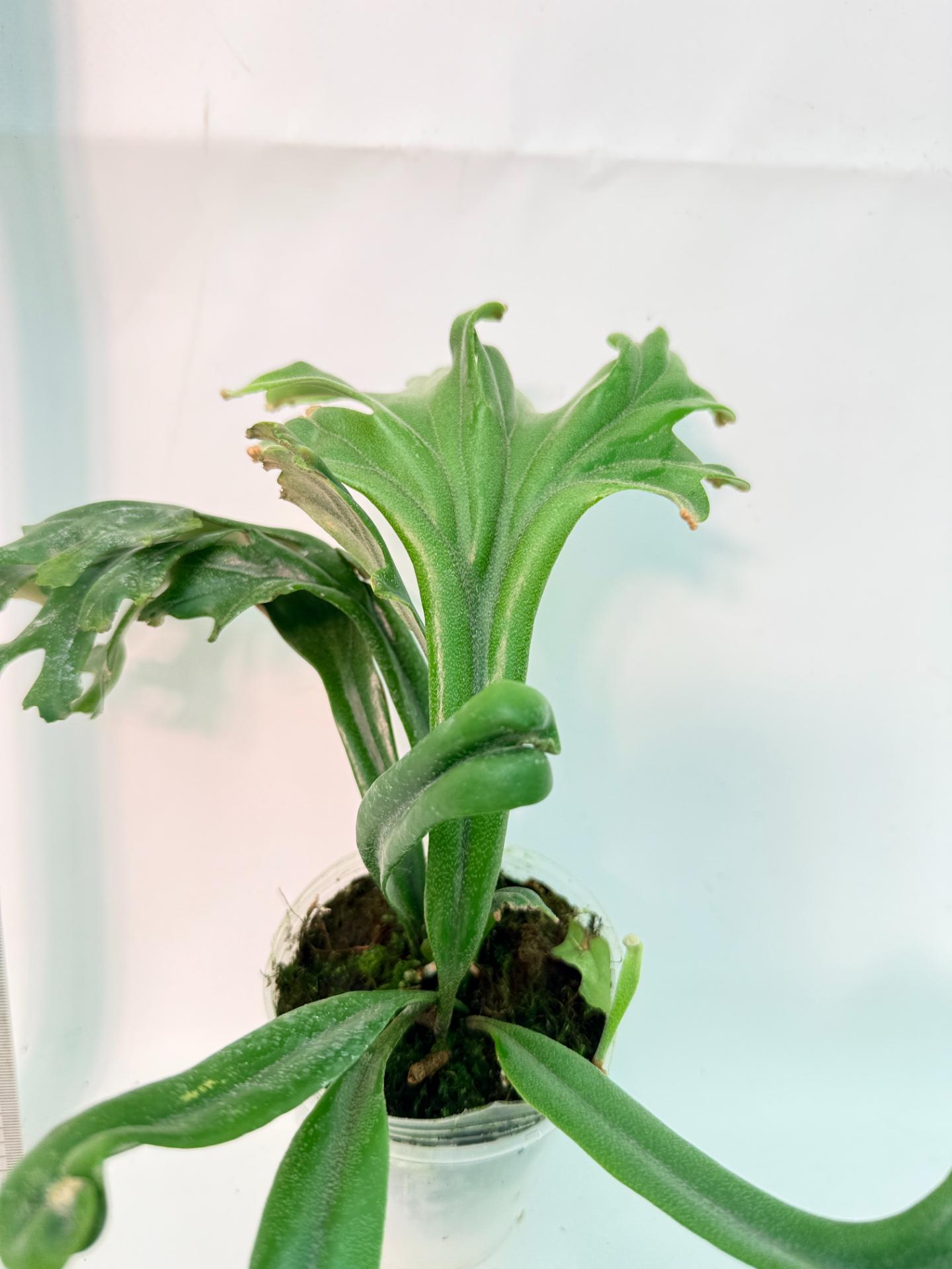 Polypodium Longifolia Crested Leaf 5