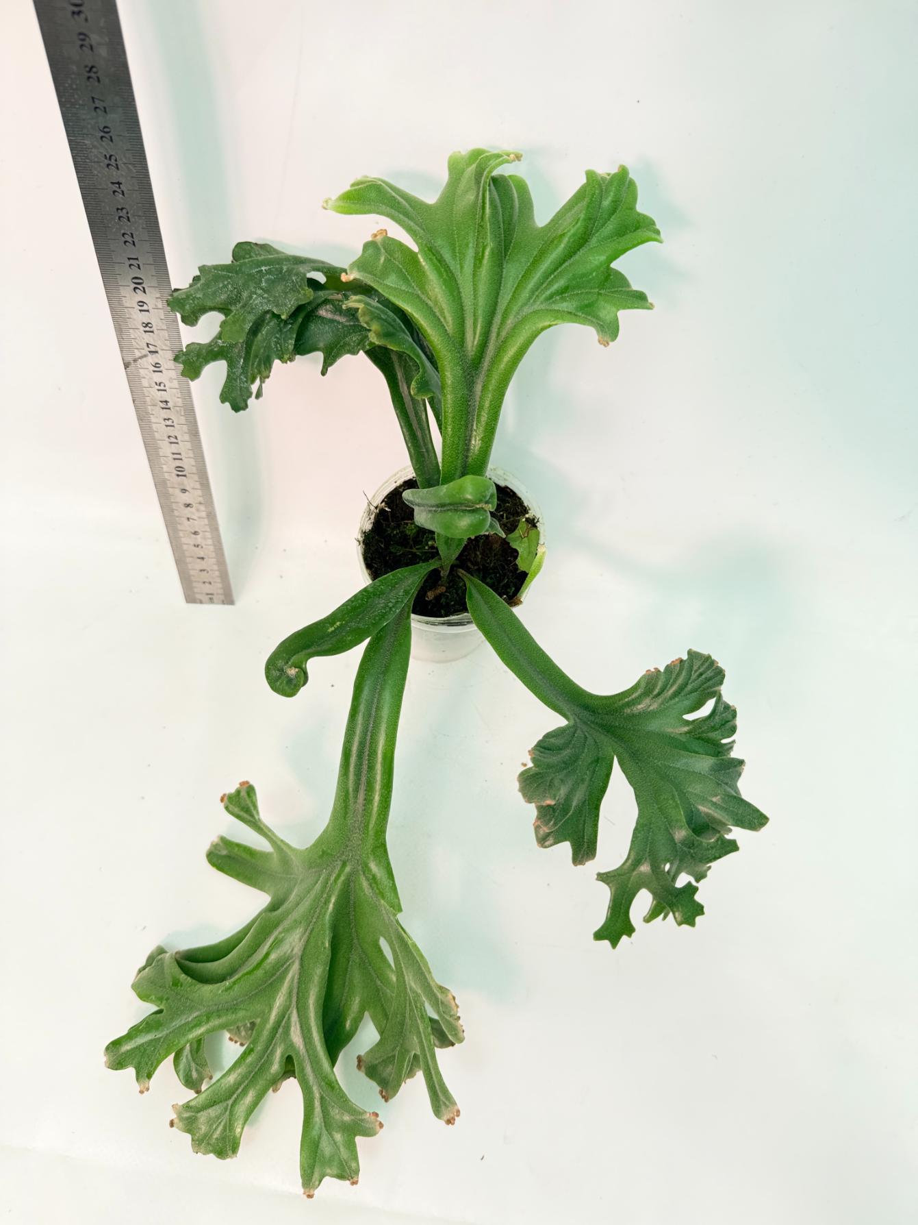 Polypodium Longifolia Crested Leaf 6