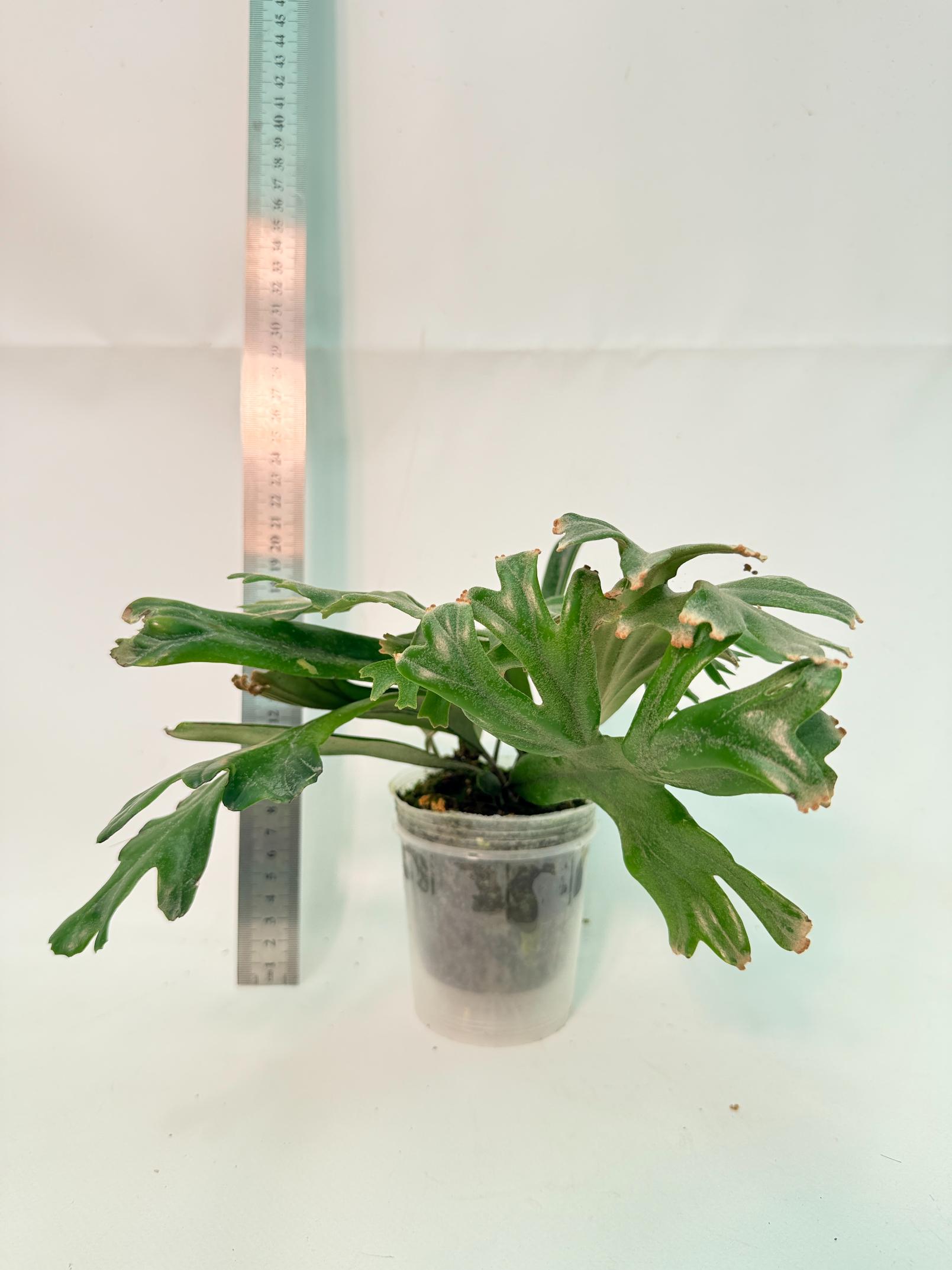Polypodium Longifolia Crested Leaf 1