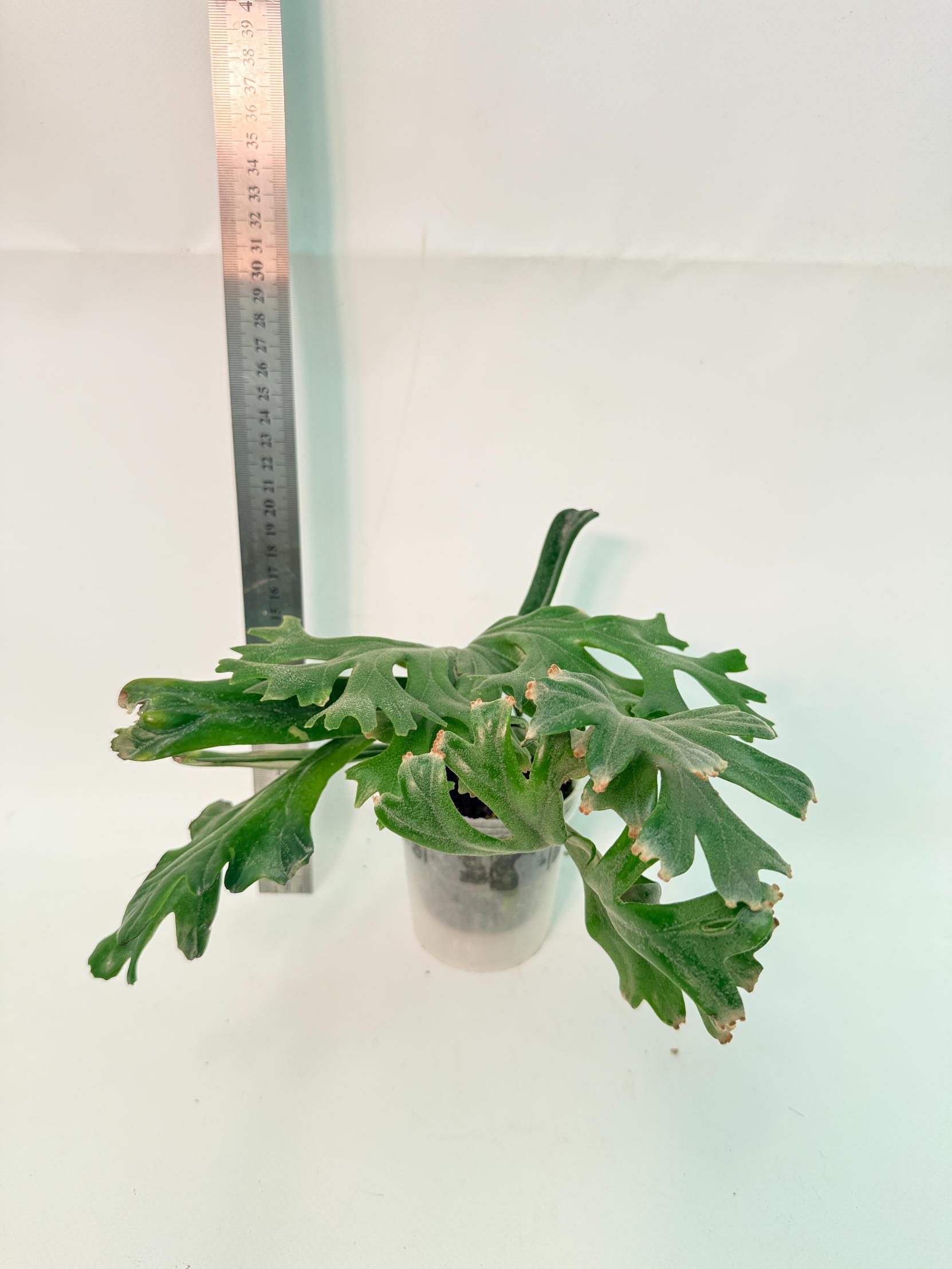 Polypodium Longifolia Crested Leaf 8