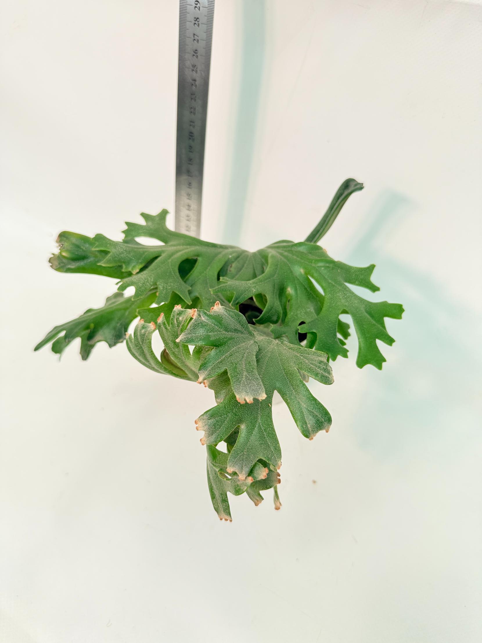 Polypodium Longifolia Crested Leaf 4