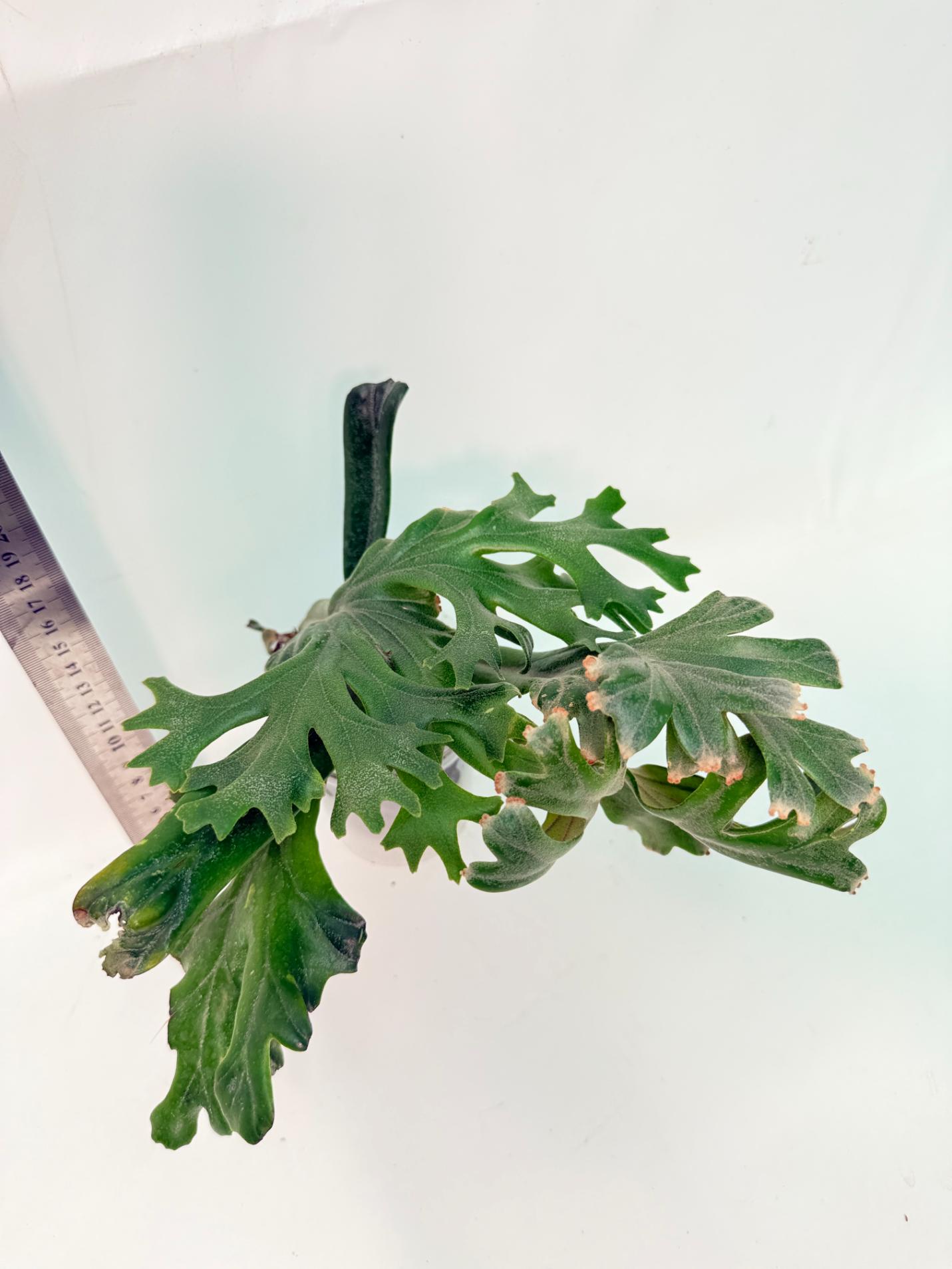 Polypodium Longifolia Crested Leaf 6