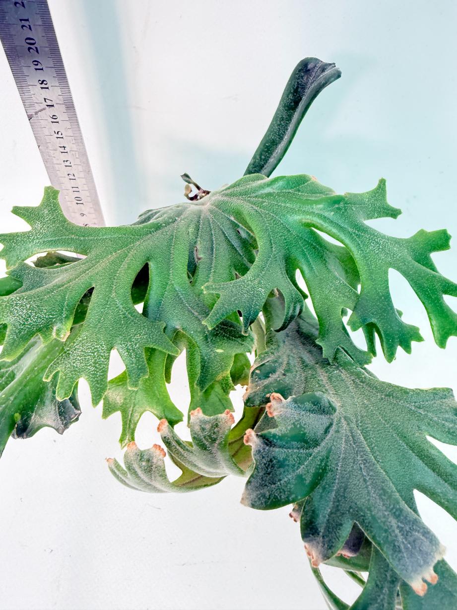Polypodium Longifolia Crested Leaf 5