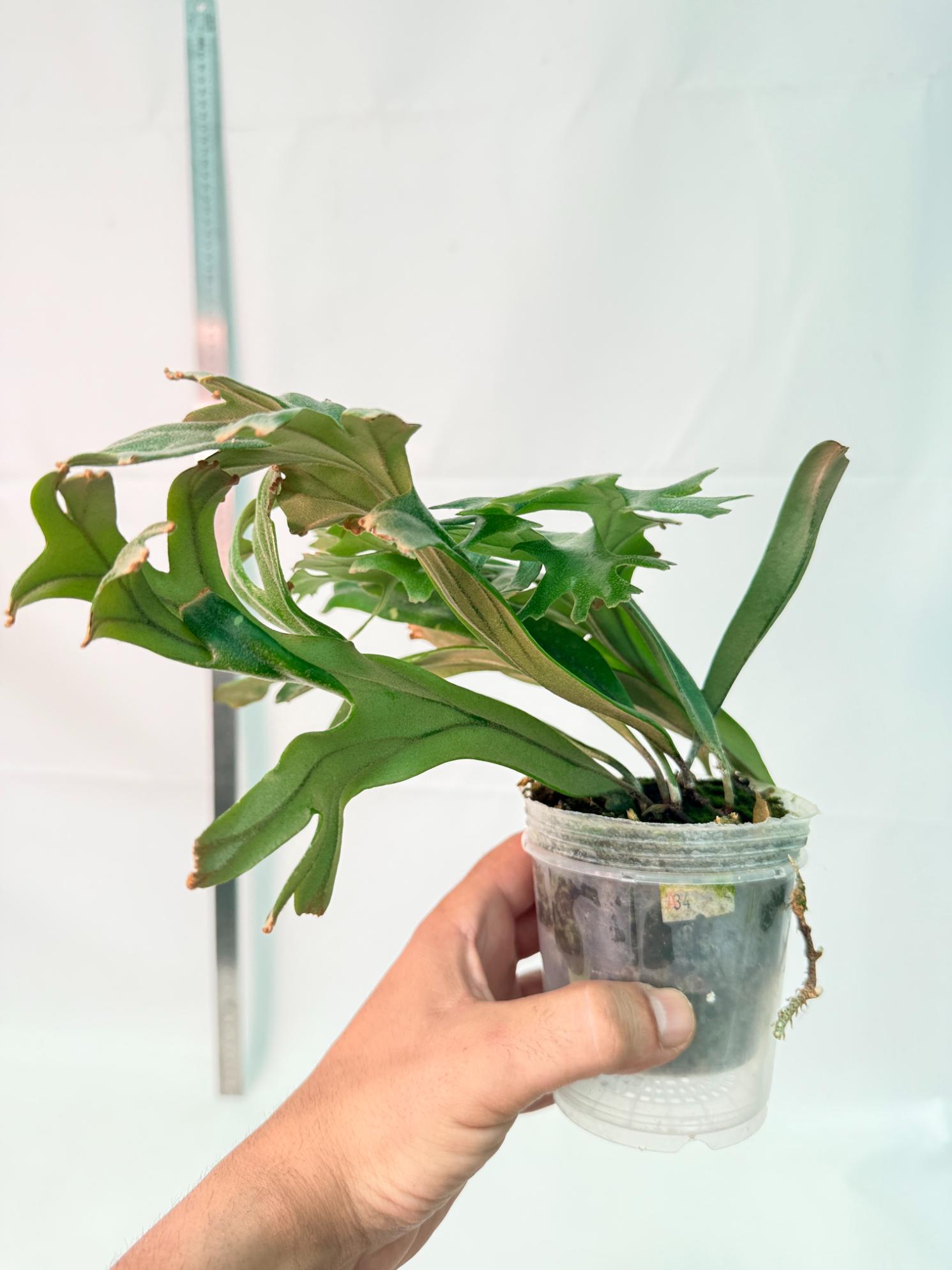Polypodium Longifolia Crested Leaf 3