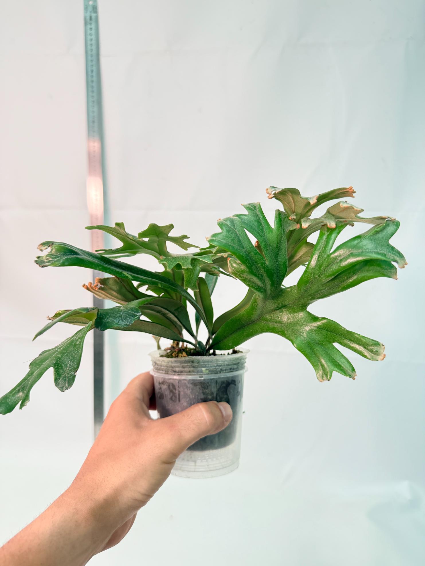 Polypodium Longifolia Crested Leaf 7