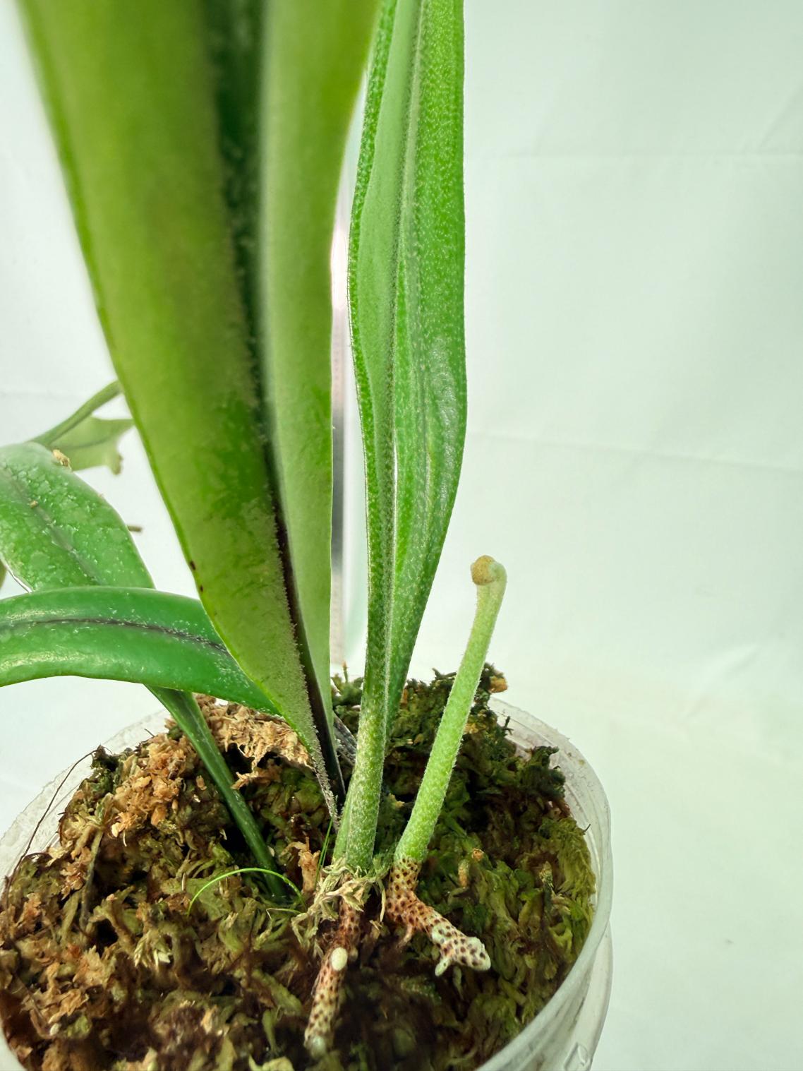 Polypodium Longifolia Crested Leaf 8