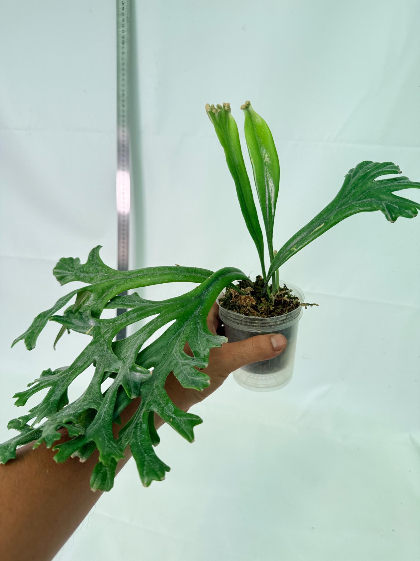 Polypodium Longifolia Crested Leaf 9