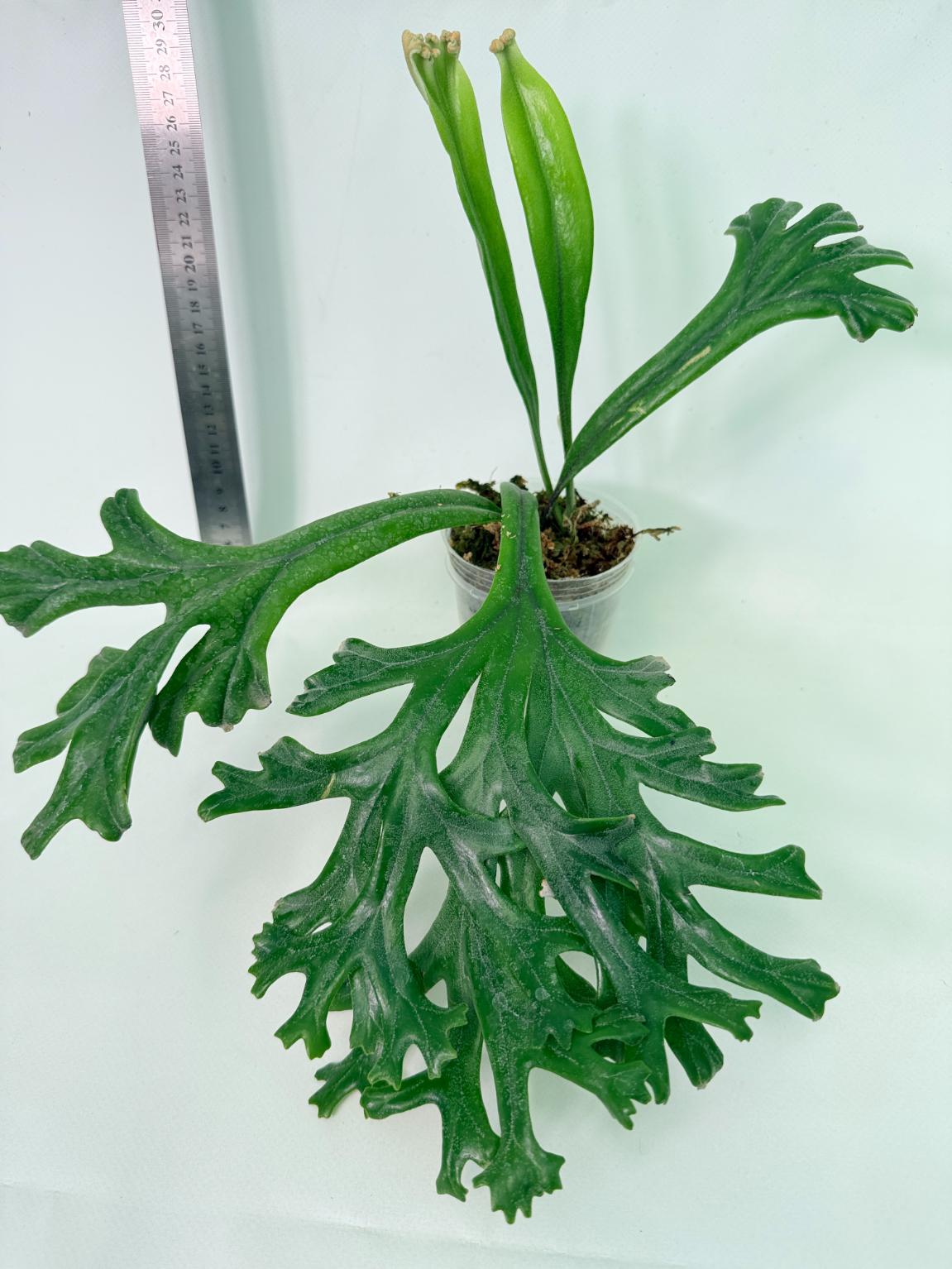 Polypodium Longifolia Crested Leaf 1