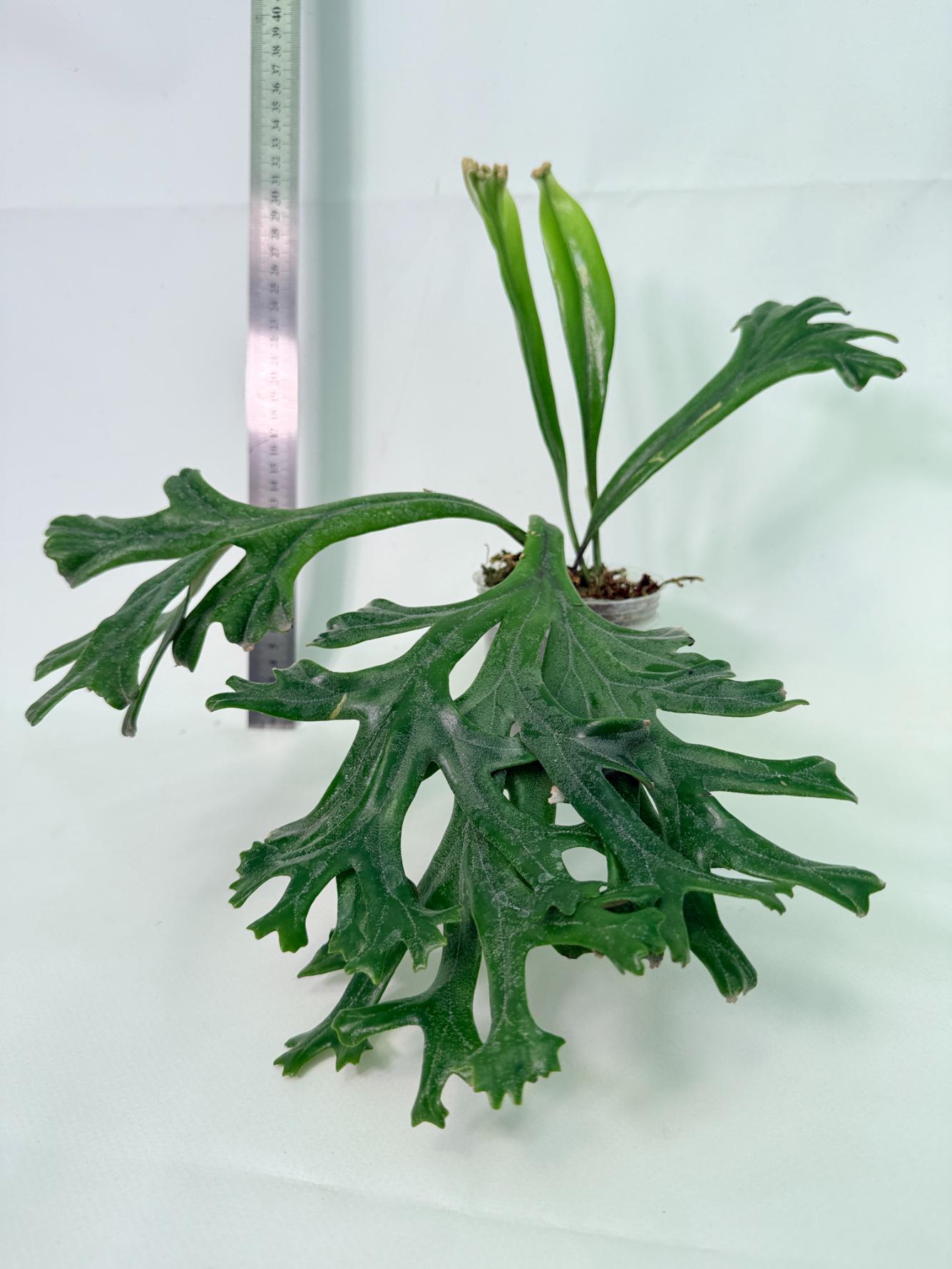 Polypodium Longifolia Crested Leaf 3