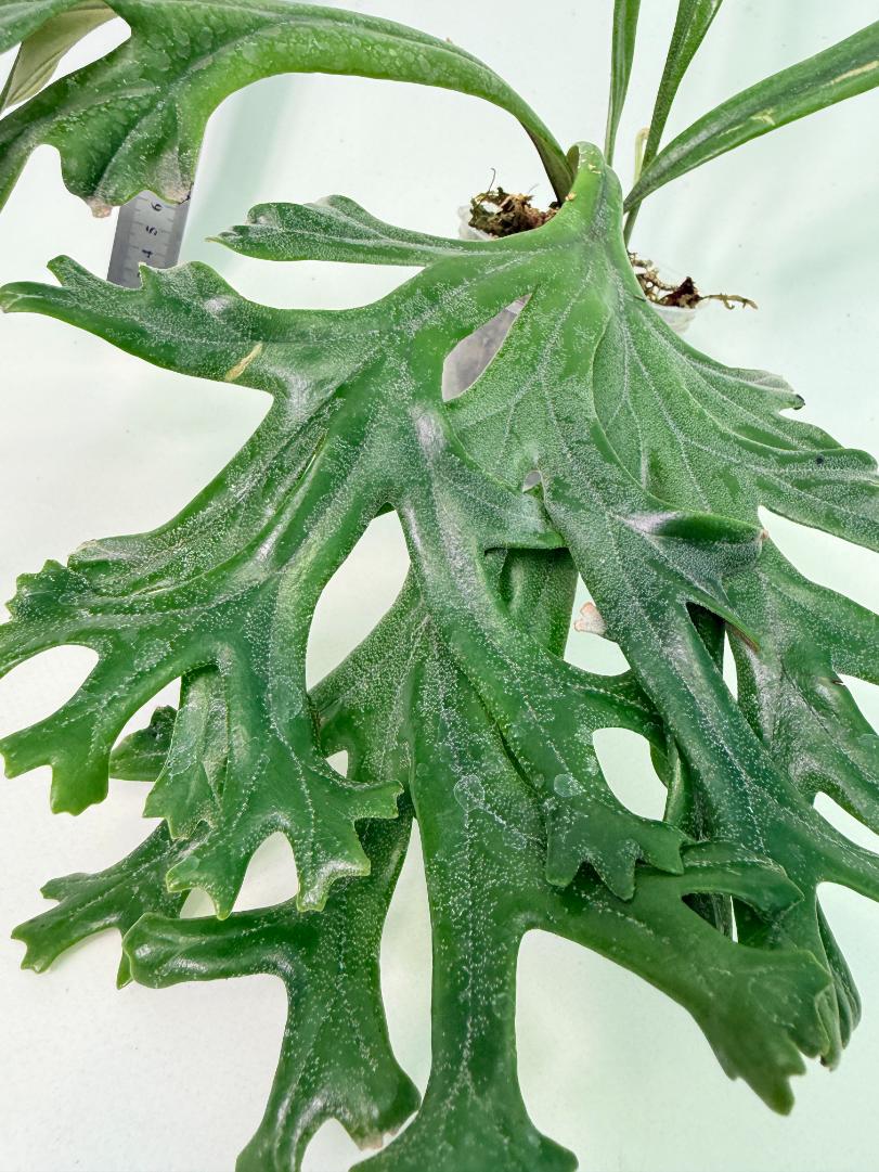 Polypodium Longifolia Crested Leaf 2