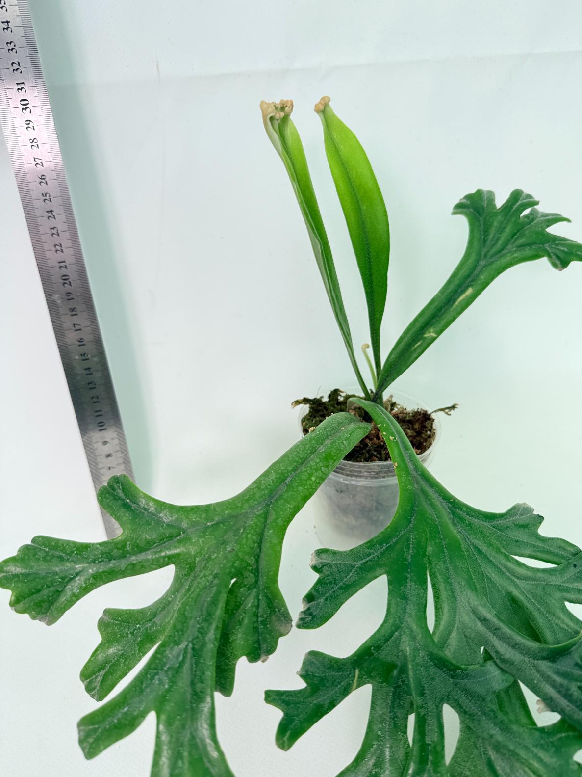 Polypodium Longifolia Crested Leaf 5