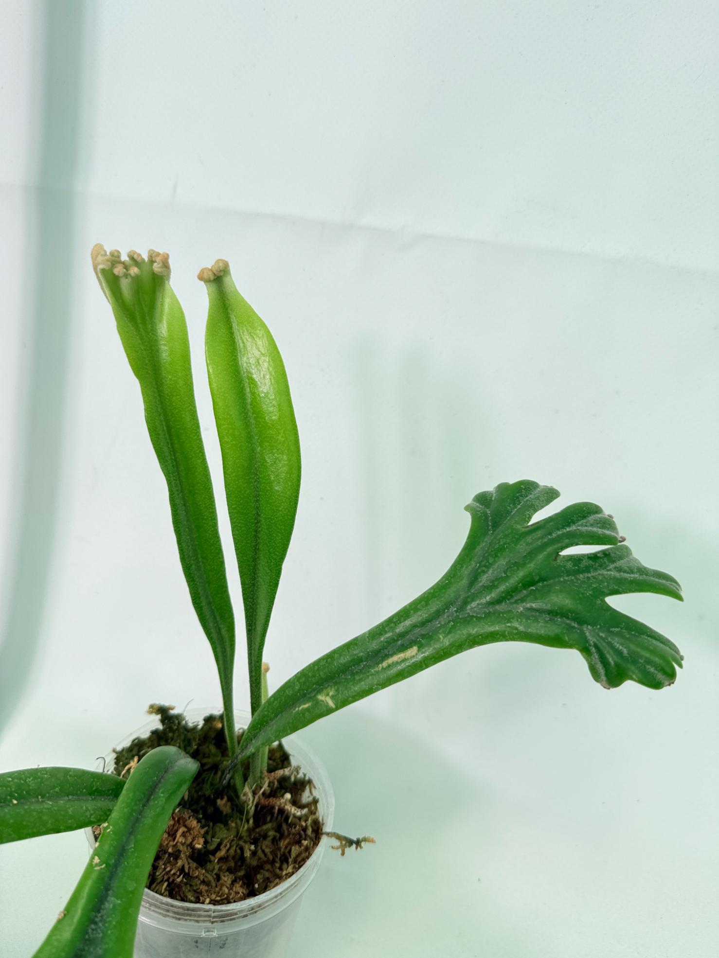 Polypodium Longifolia Crested Leaf 6