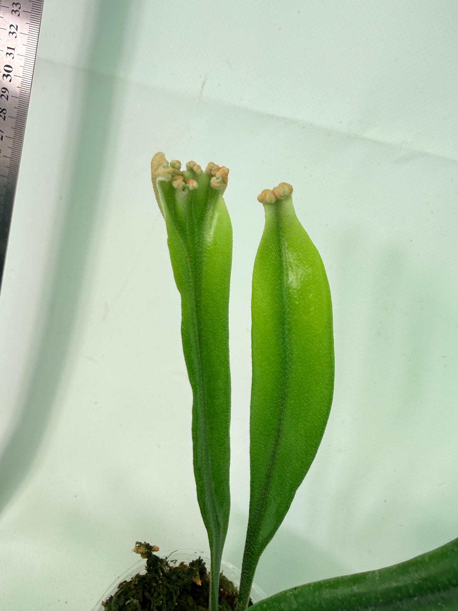 Polypodium Longifolia Crested Leaf 7