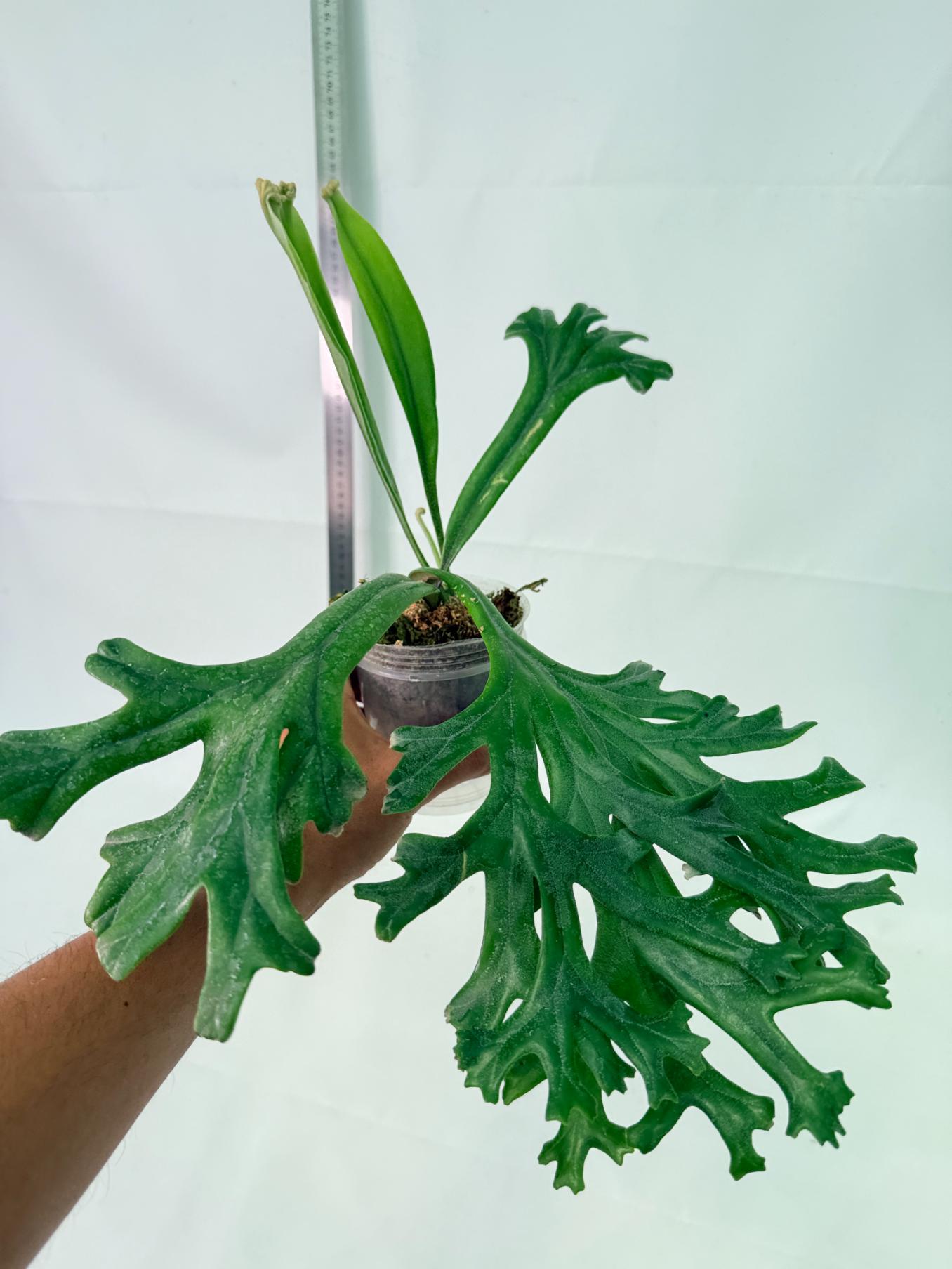 Polypodium Longifolia Crested Leaf 4