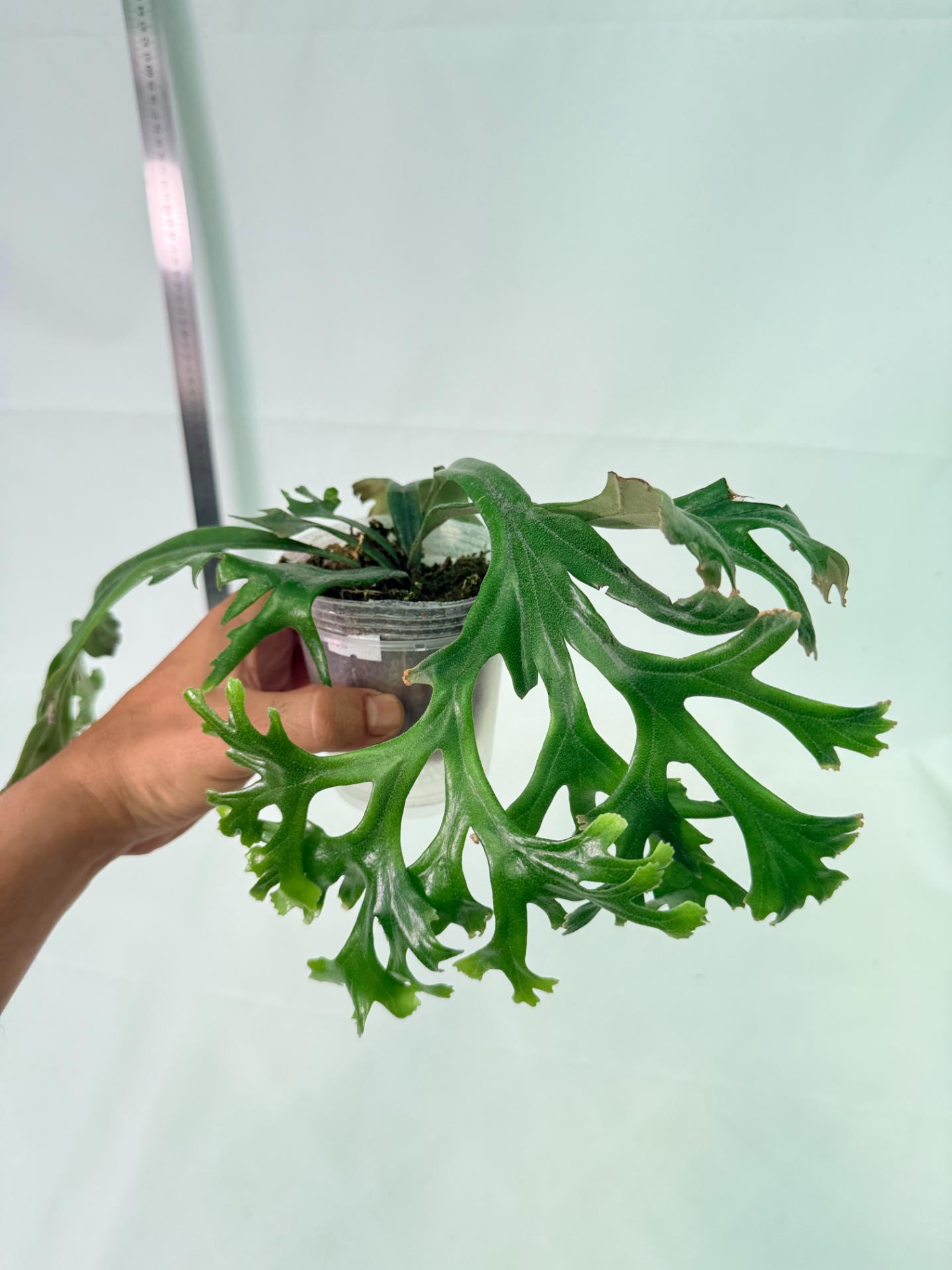 Polypodium Longifolia Crested Leaf 8