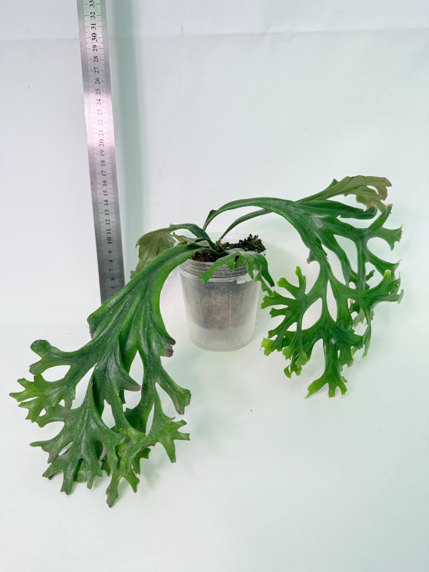 Polypodium Longifolia Crested Leaf 1