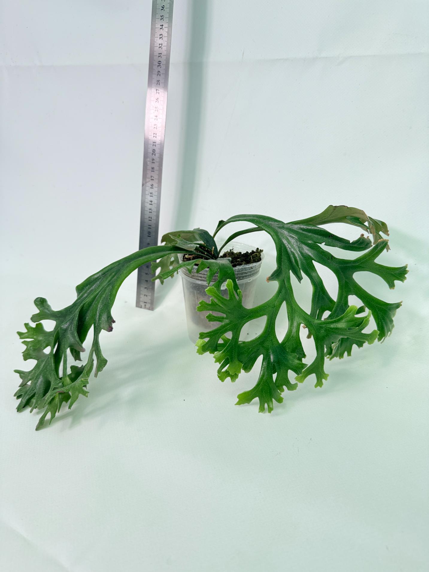 Polypodium Longifolia Crested Leaf 3